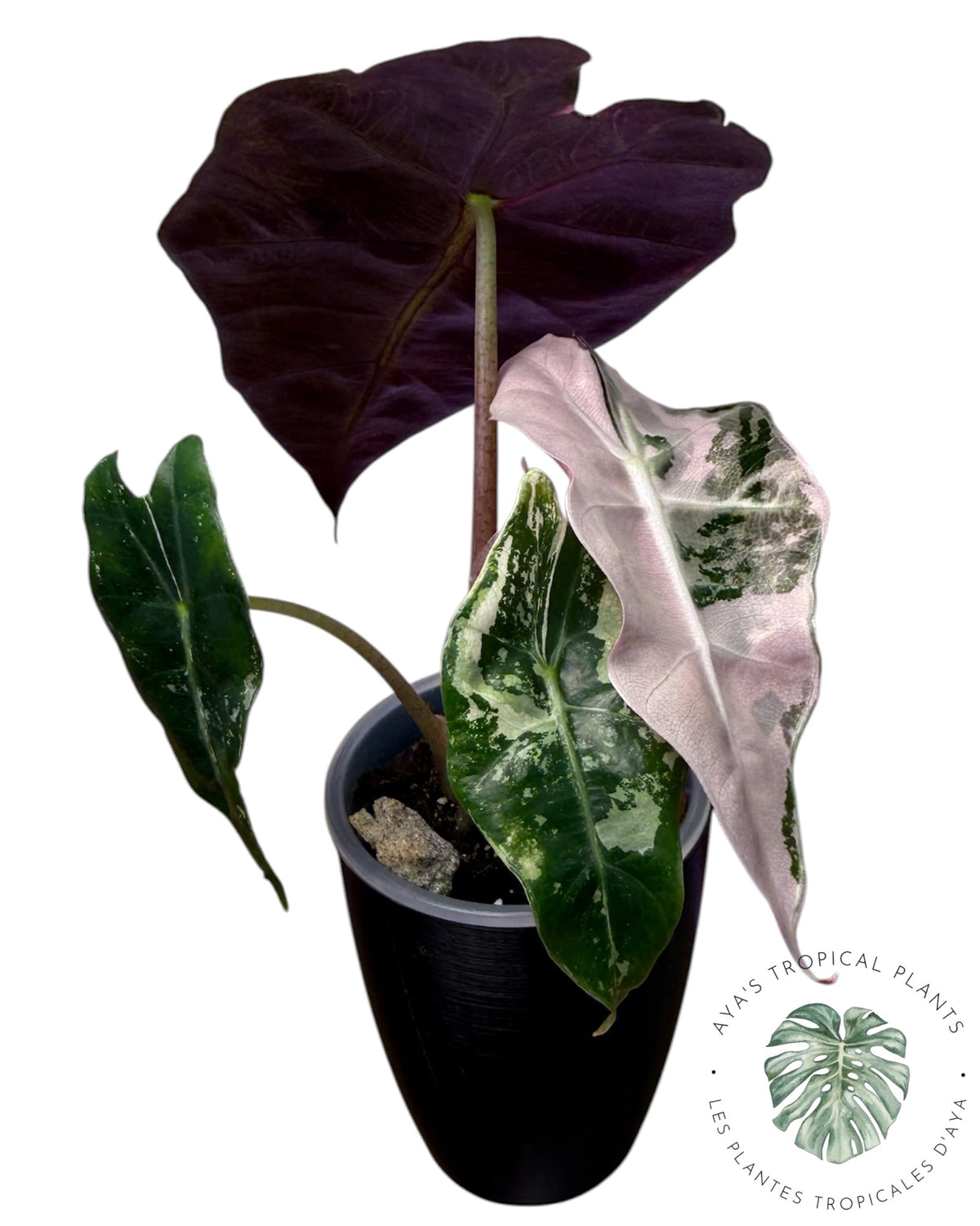 Alocasia Polly Pink Snowflake (Grade A)