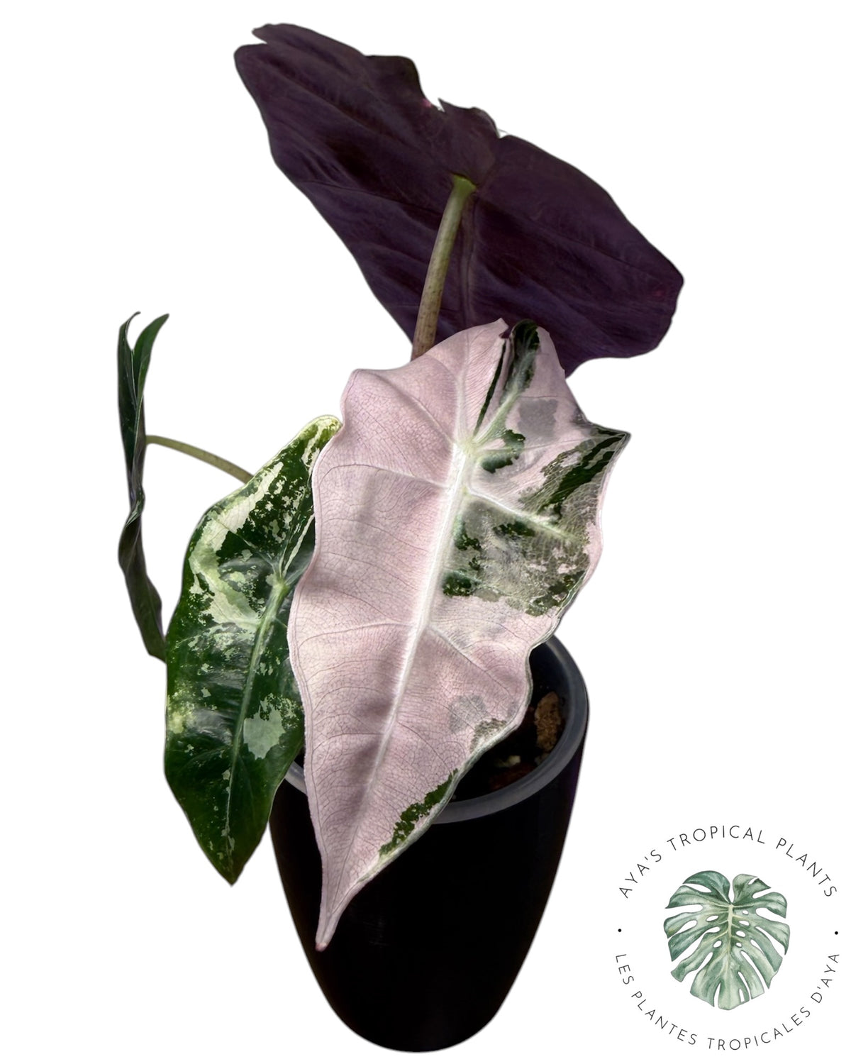 Alocasia Polly Pink Snowflake (Grade A)