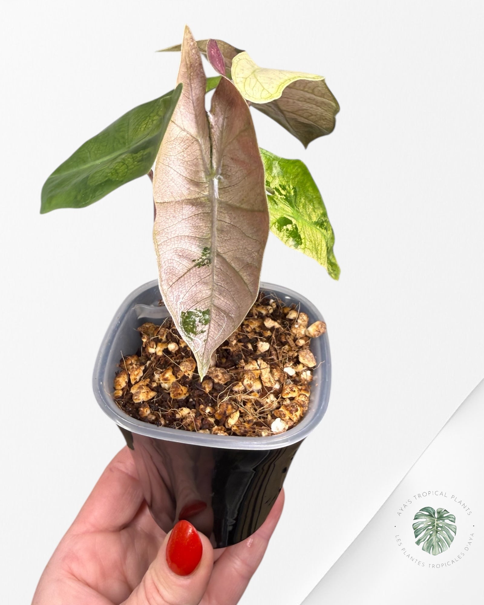 Alocasia Pseudo-Sanderiana panachée rose | Plante rare cultivée en culture tropicale | Plantes tropicales d'Aya