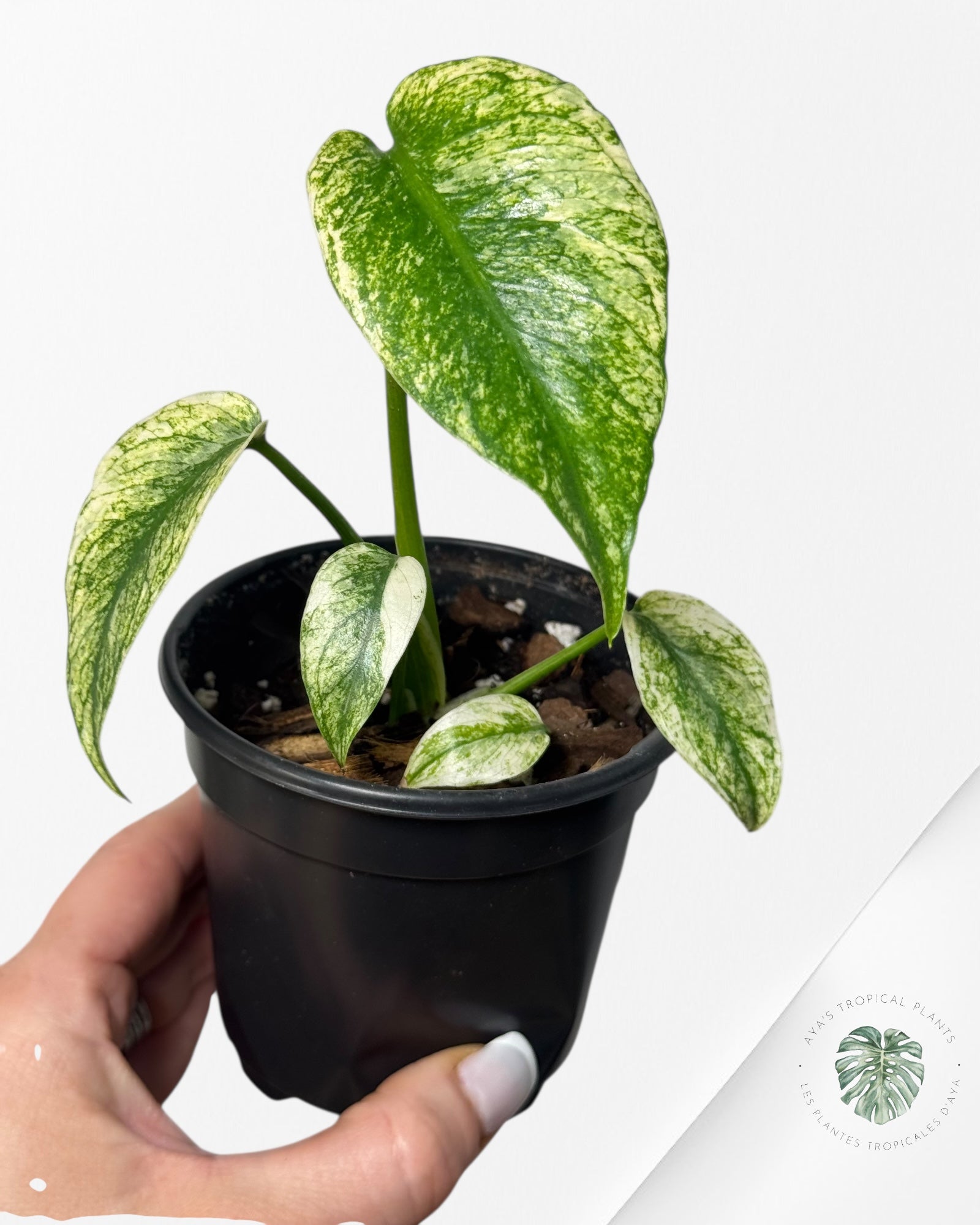 Monstera Deliciosa Mint - MA3