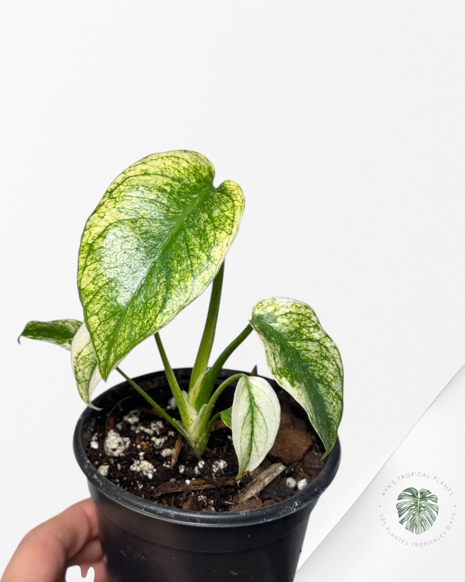 Monstera Deliciosa Mint - MA2