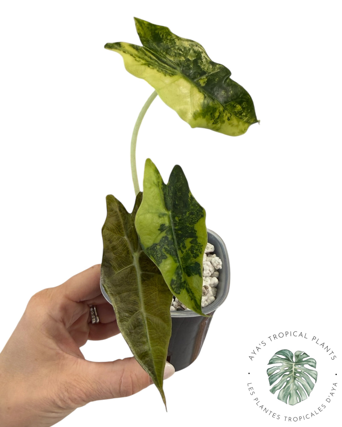 Alocasia Sanderiana ‘Bull’ Aurea Variegated