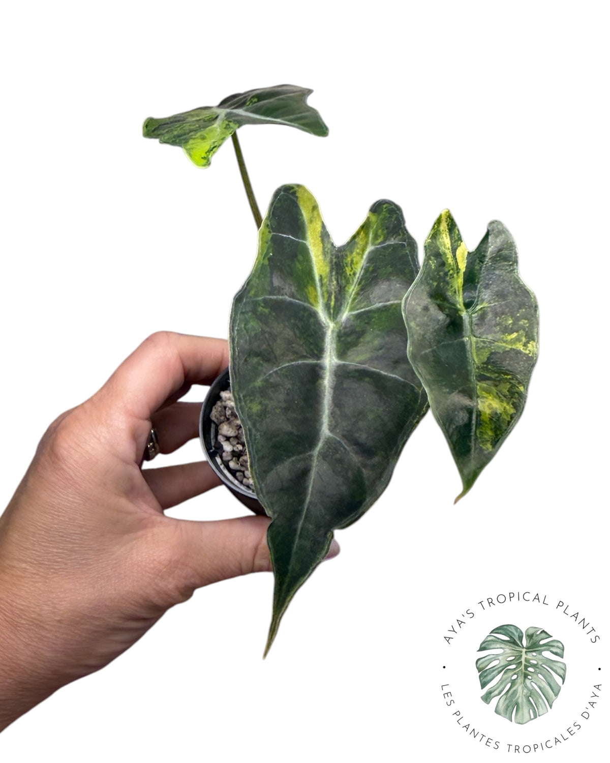 Alocasia Sanderiana ‘Bull’ Aurea Variegated