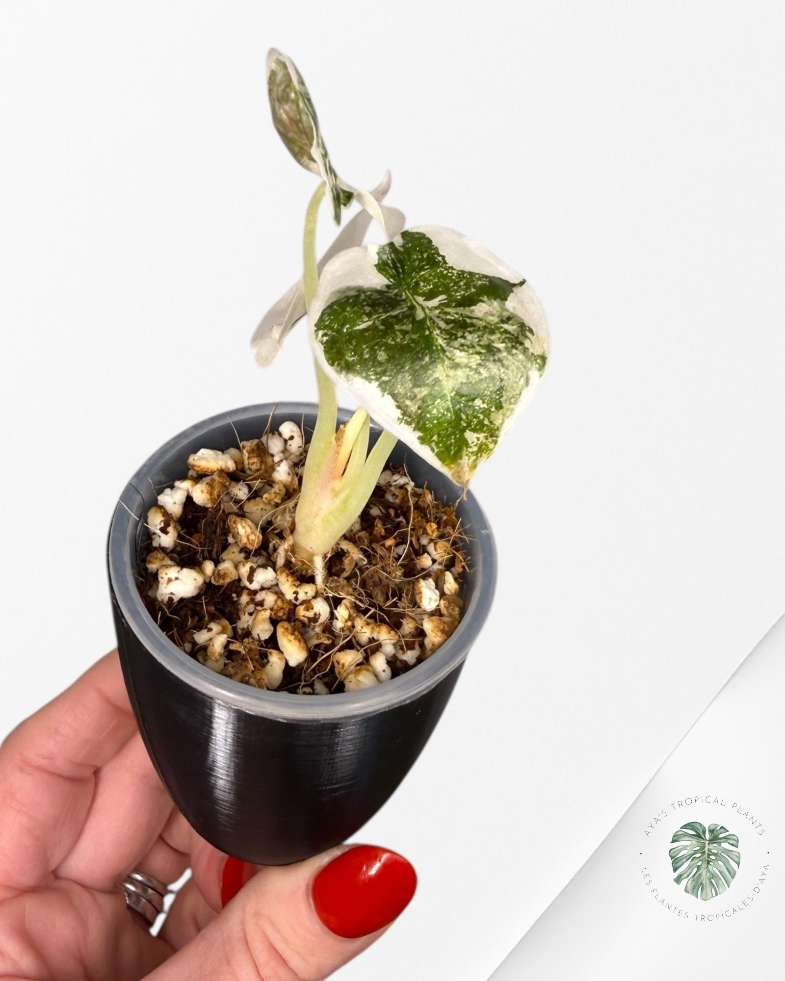 Alocasia Cuprea Albo|Pink Variegated