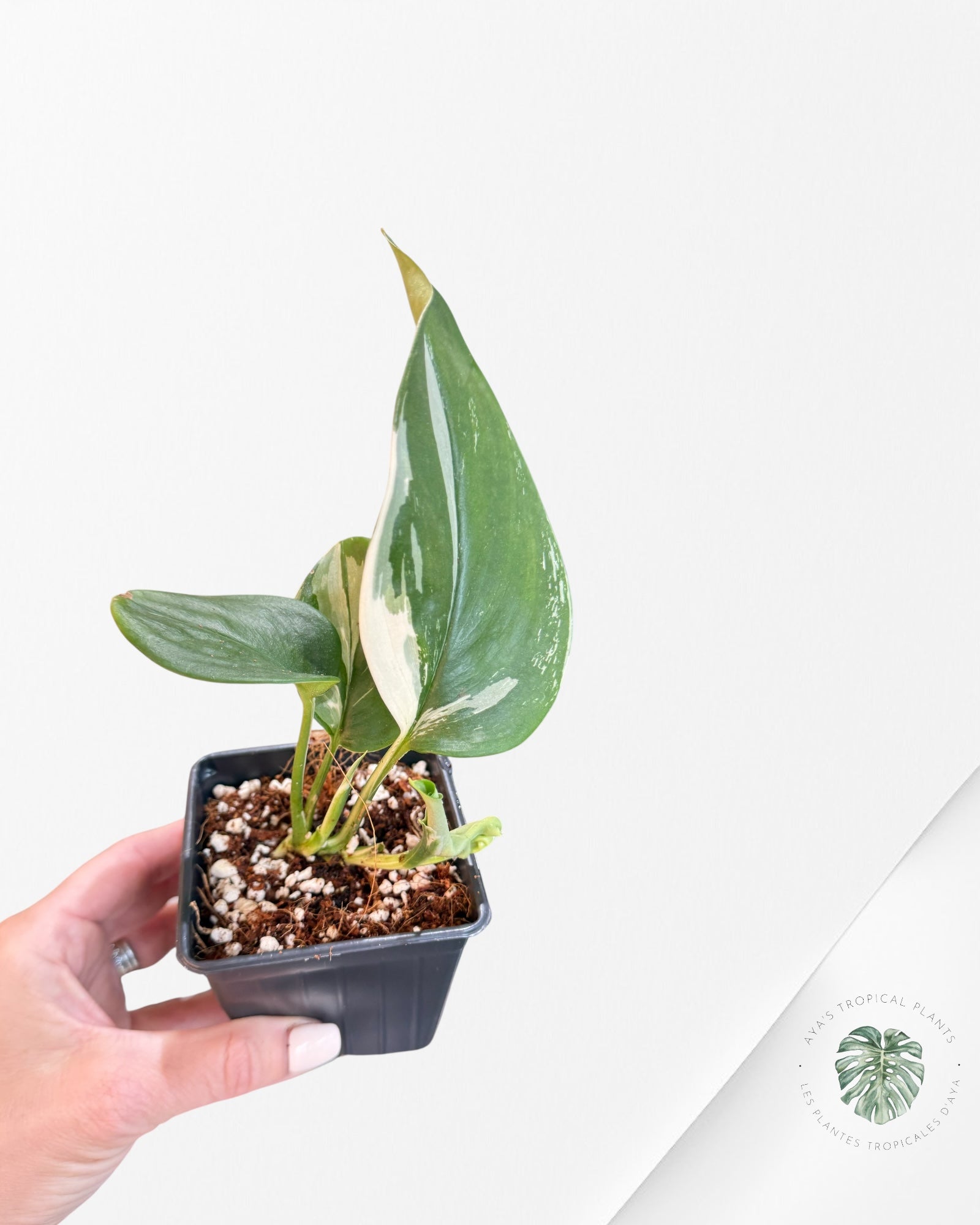 Scindapsus treubii 'Moonlight' (Albo variegation) - F3