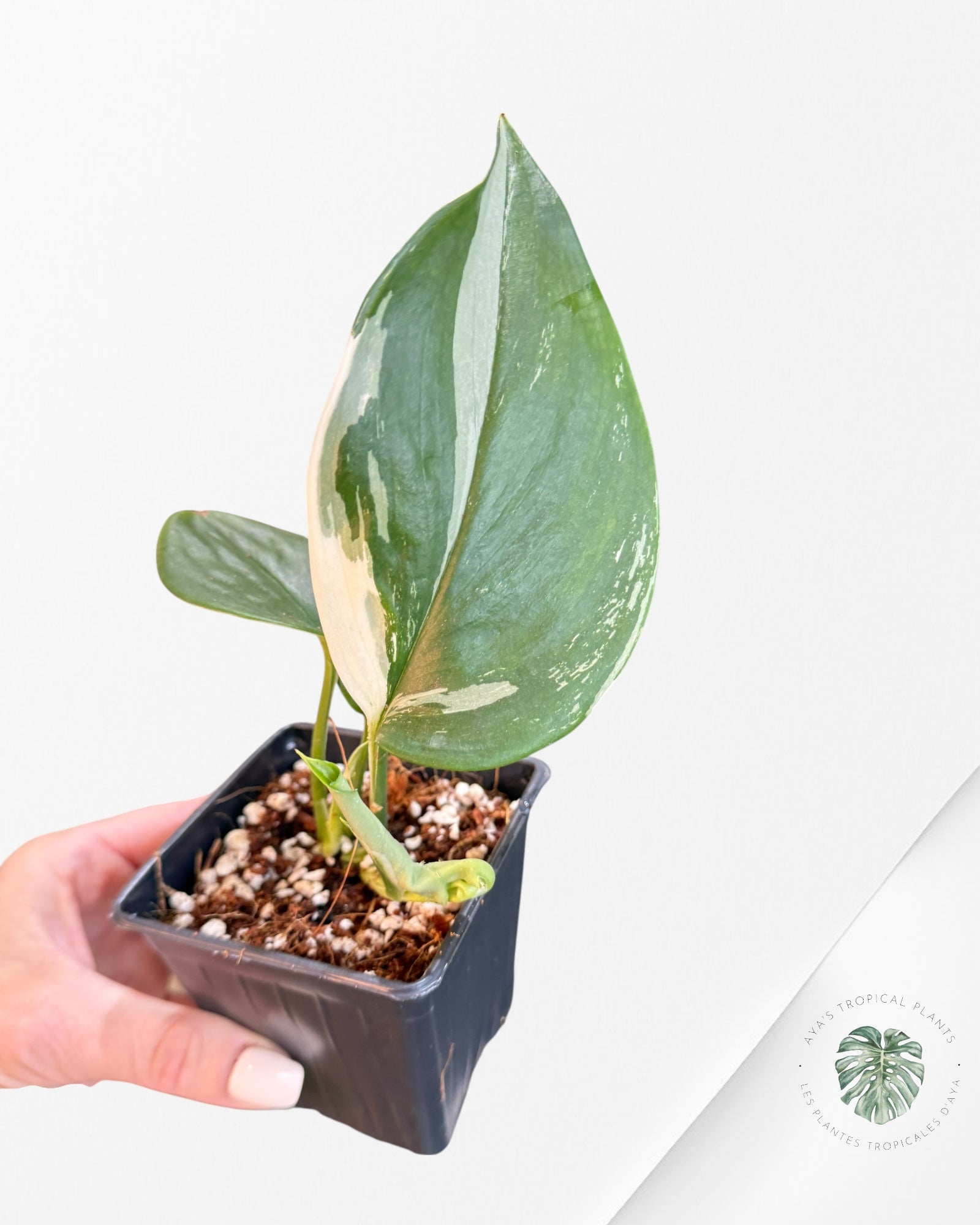 Scindapsus treubii 'Moonlight' (Albo variegation) - F3