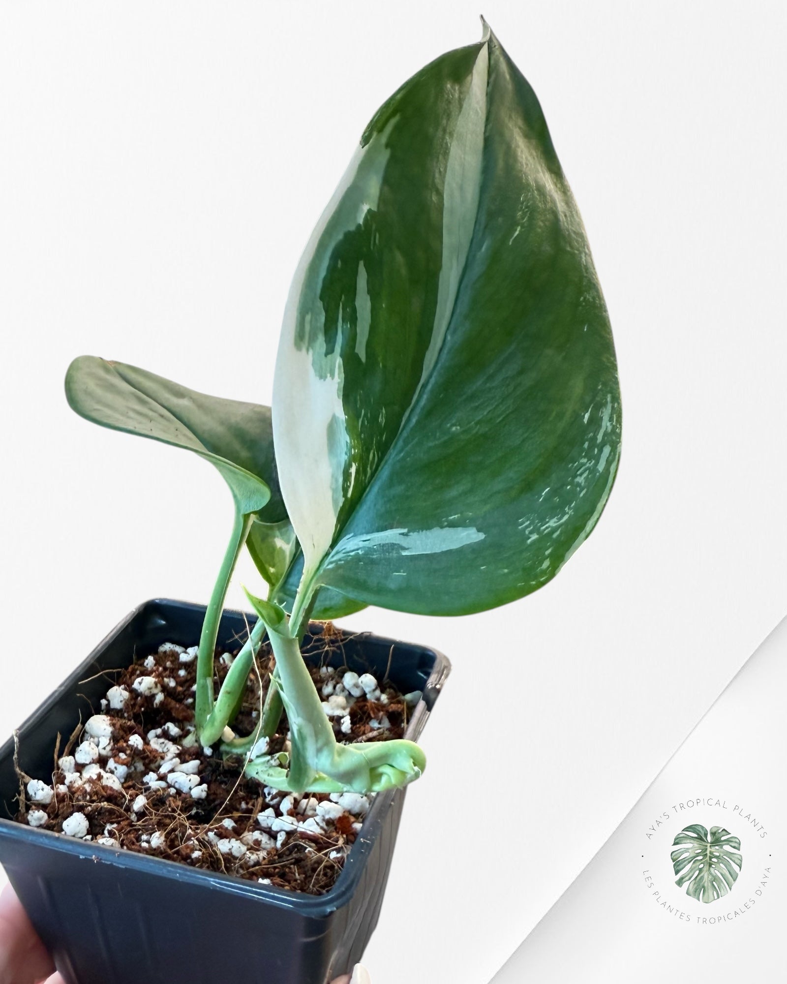 Scindapsus treubii 'Moonlight' (Albo variegation) - F3