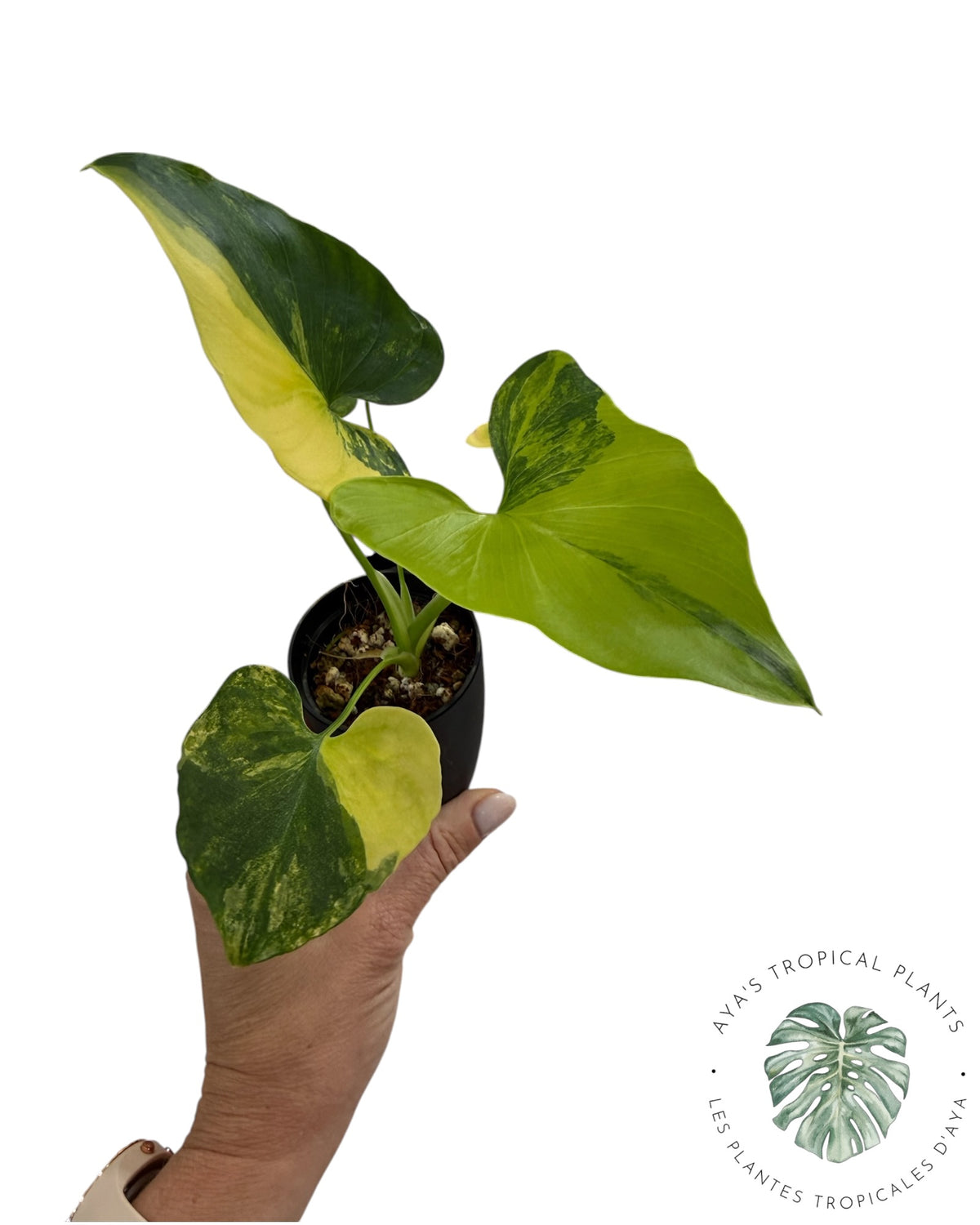 Philodendron Bipinnatifidum Panaché
