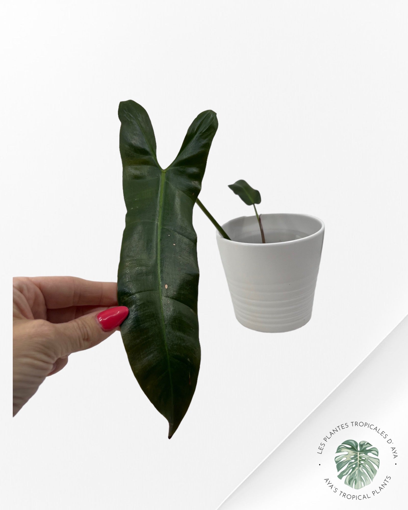 Philodendron Mexicanum-NA0825