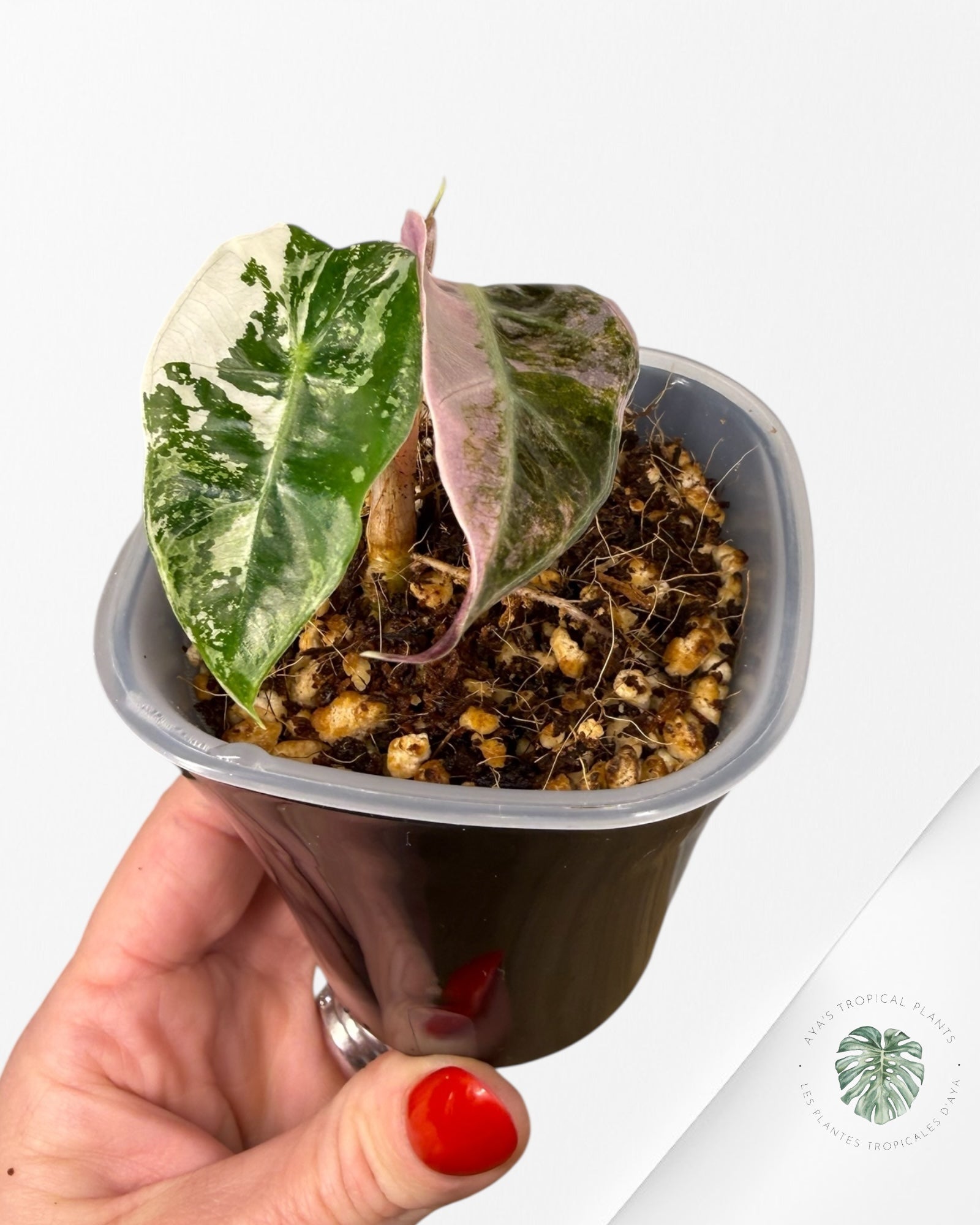 Alocasia Polly Pink Variegated