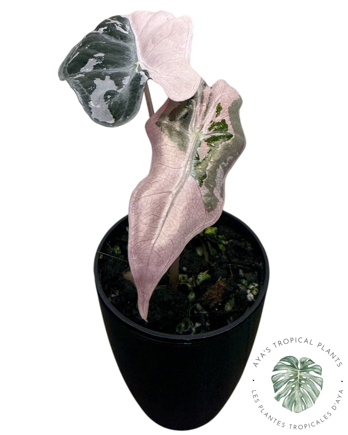 Alocasia Nobilis Pink Variegated