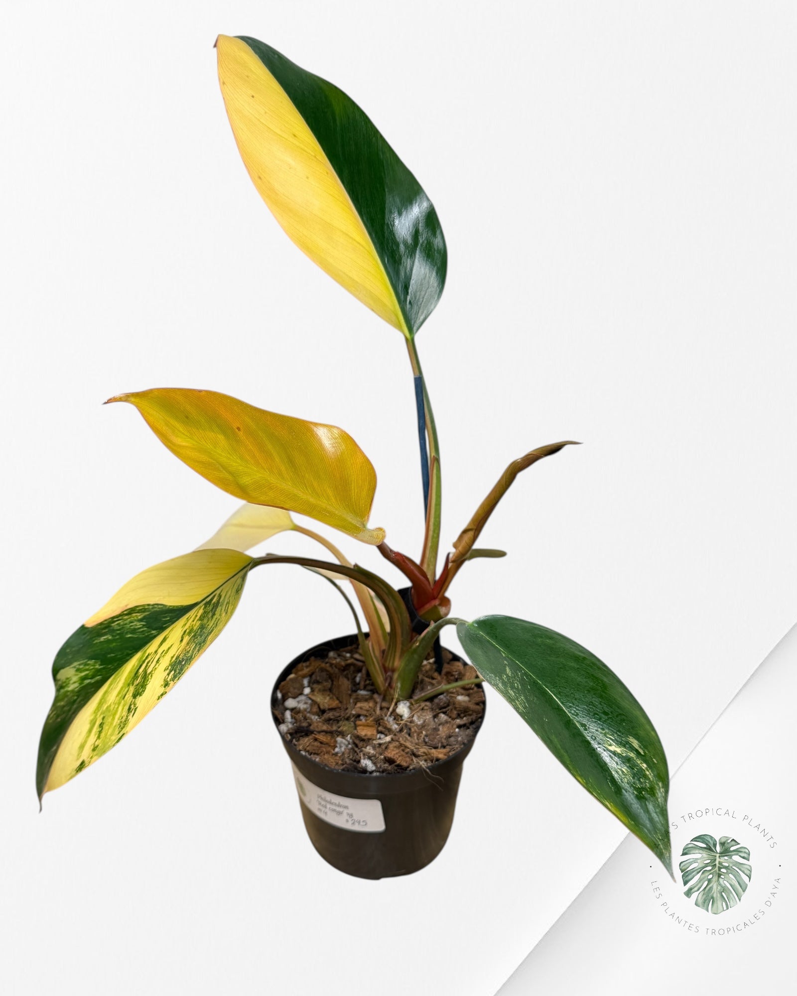 Philodendron 'Red Congo' variegated - F4