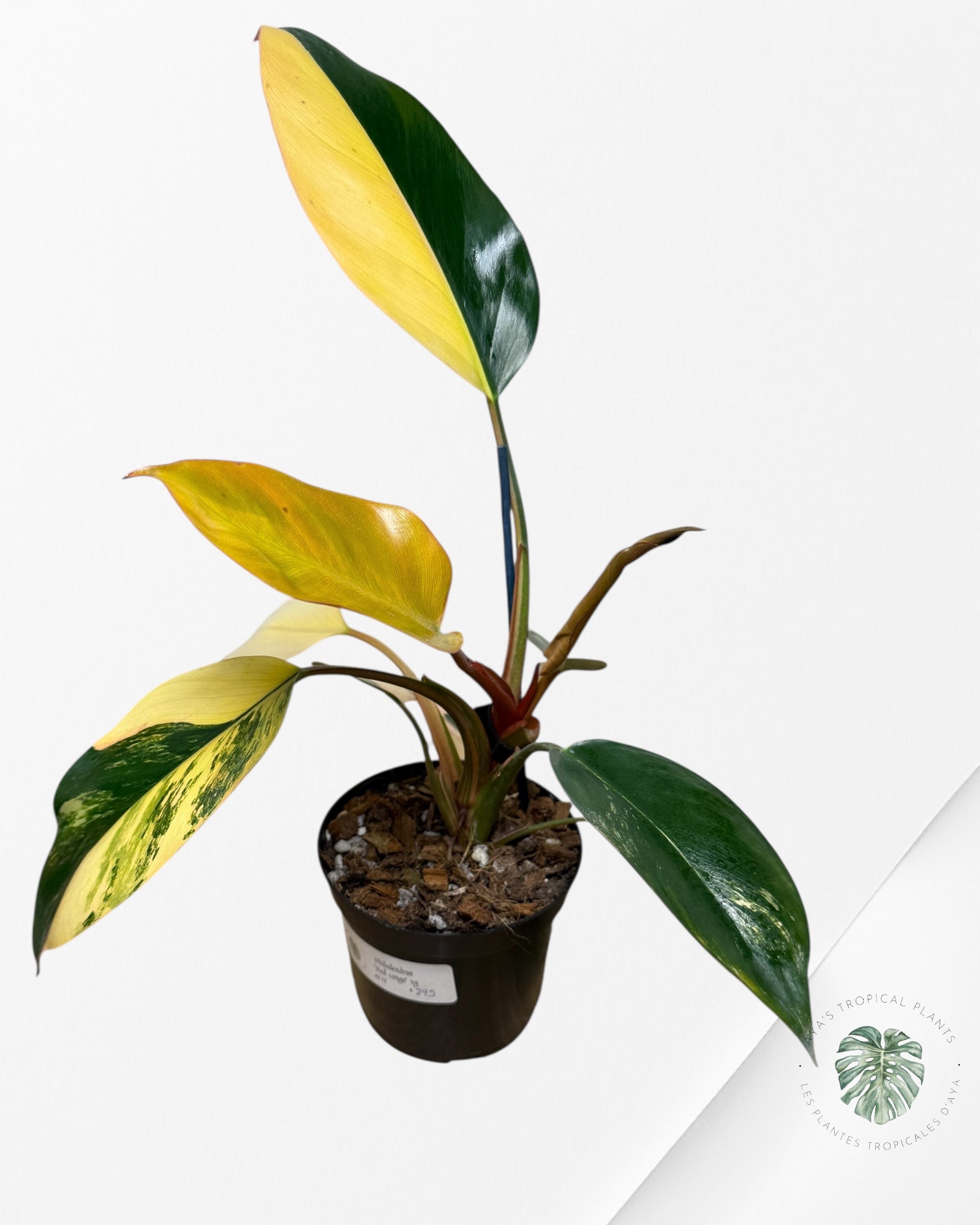Philodendron 'Red Congo' variegated - F4