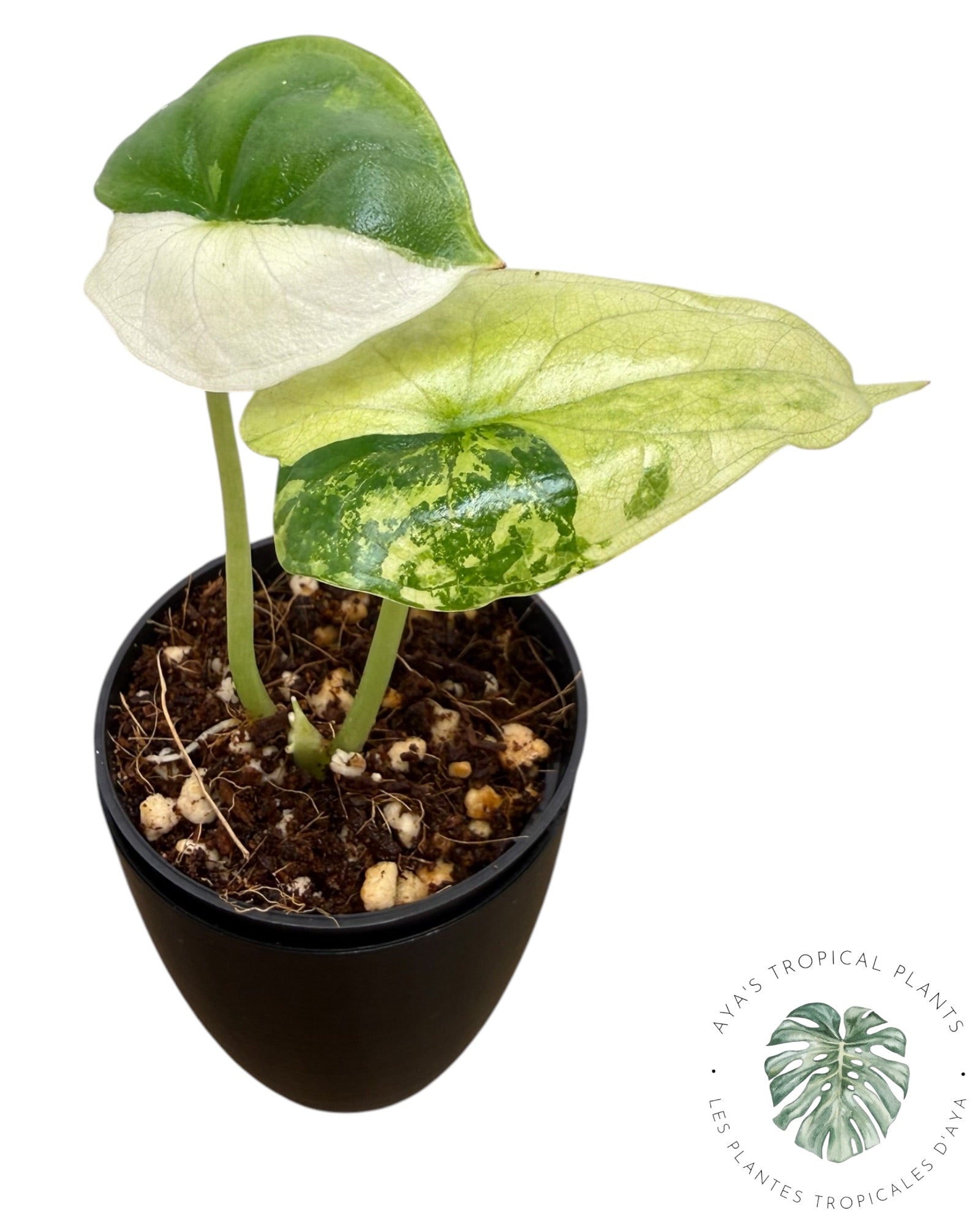 Alocasia Dragon Scale Albo Variegated