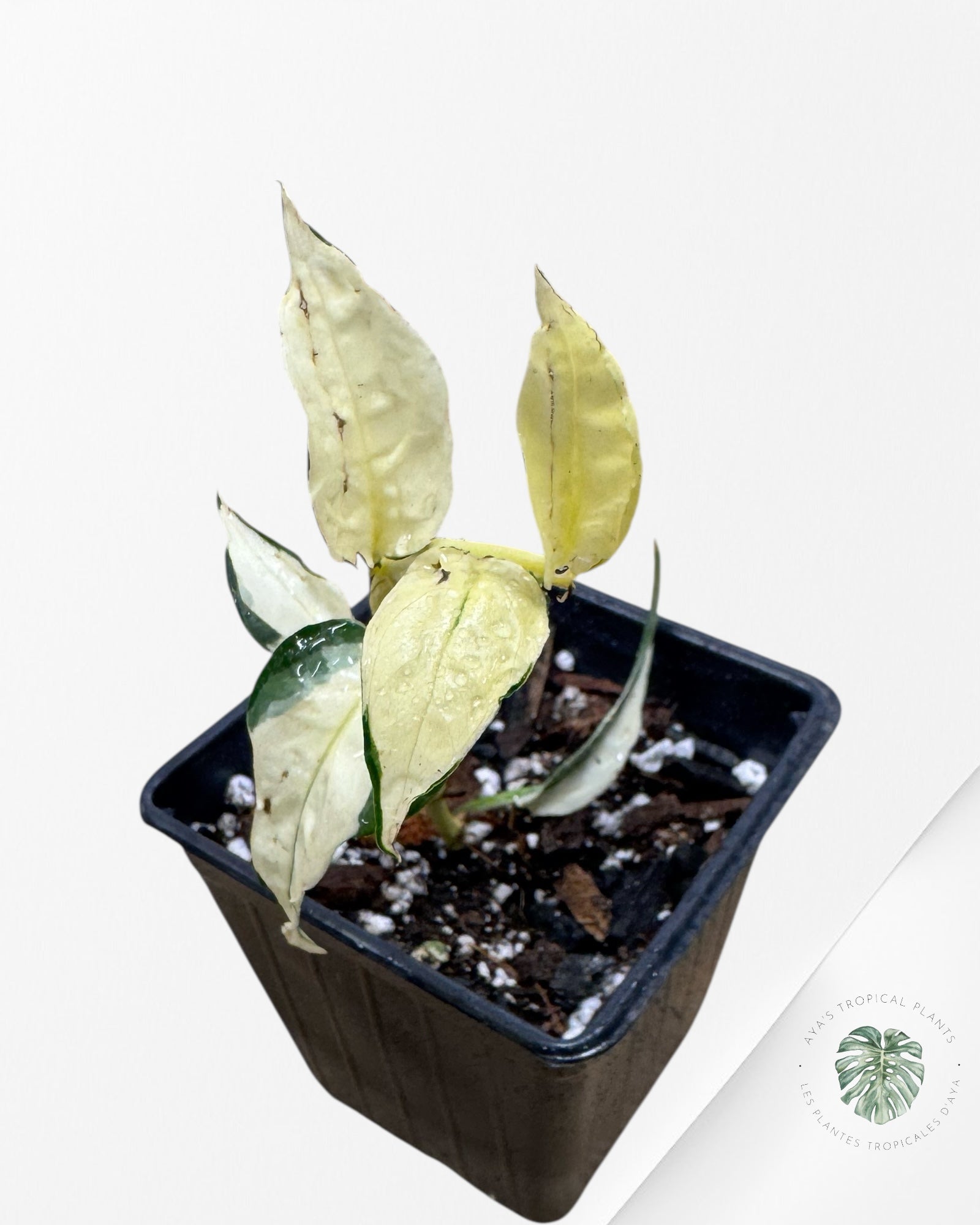 Epipremnum Pinnatum Albo - A