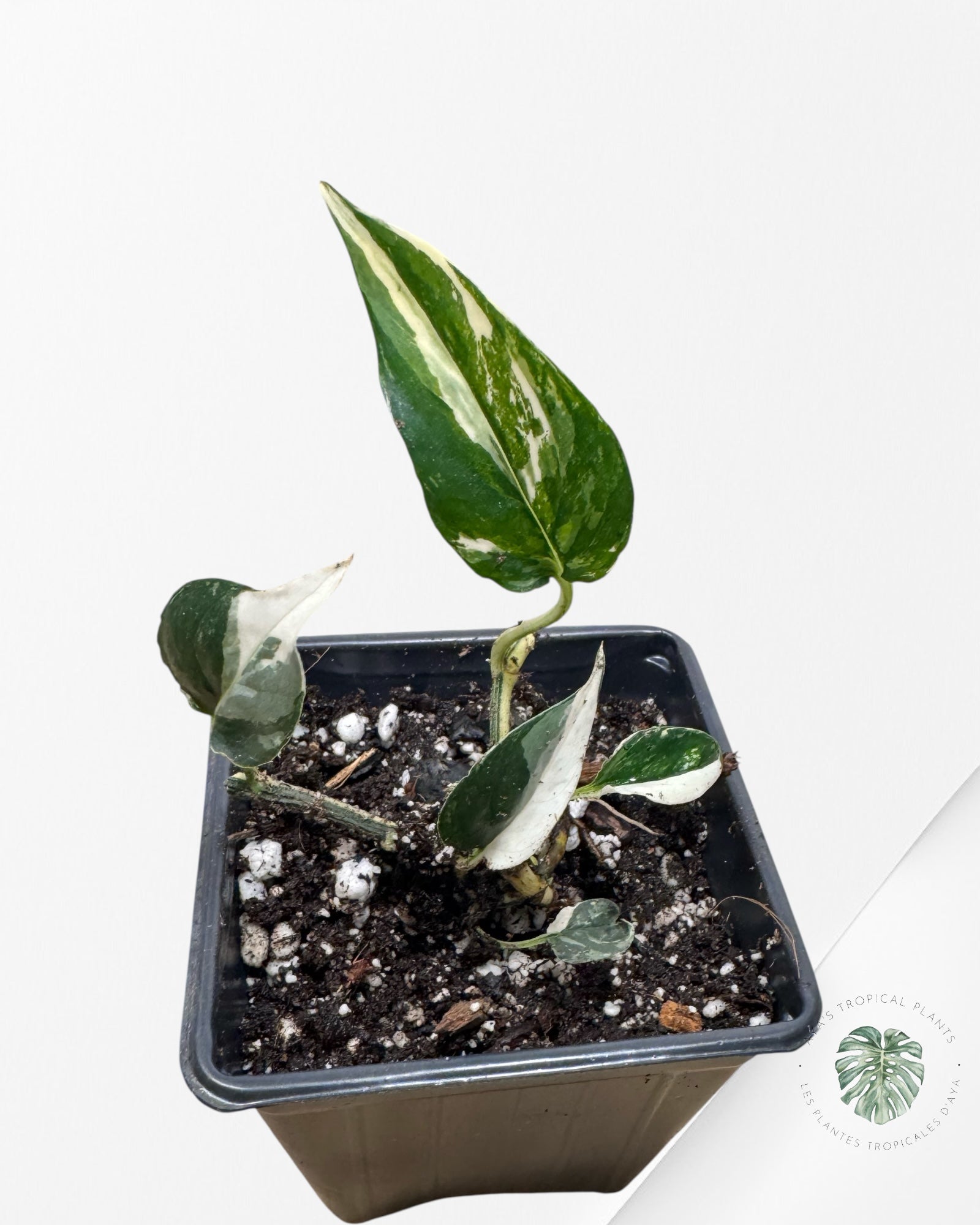 Epipremnum Pinnatum Albo - B