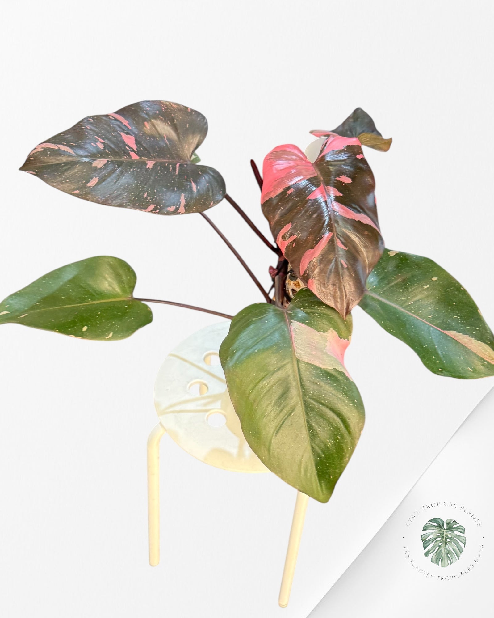 Philodendron Pink Princess  Marble King - M ( XL)
