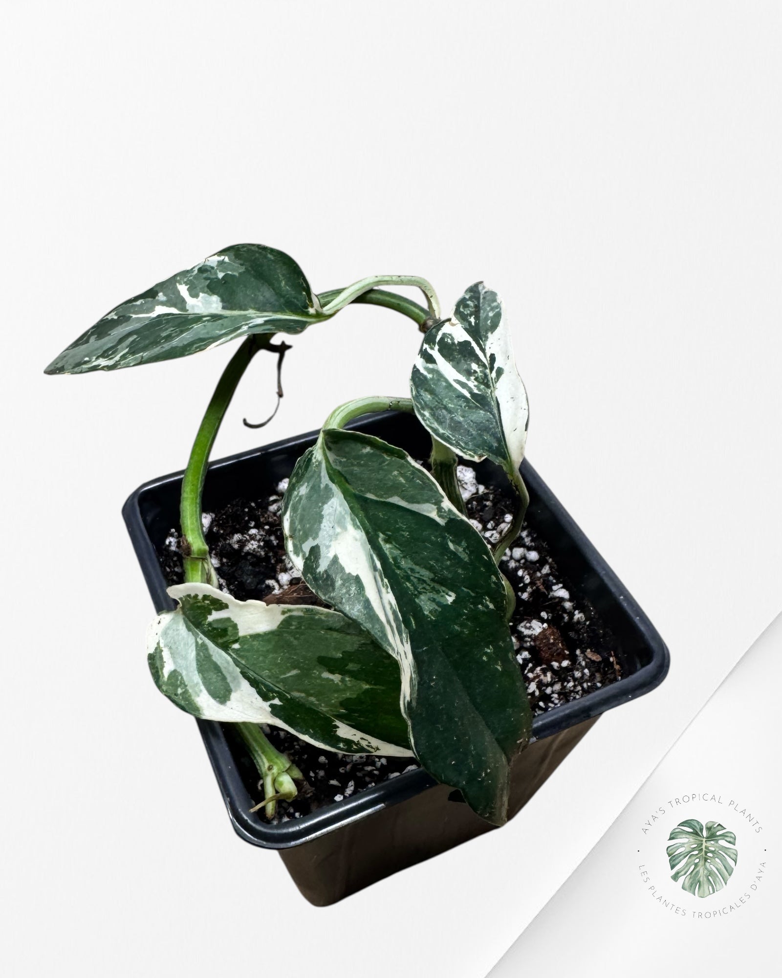 Epipremnum Pinnatum Albo - C