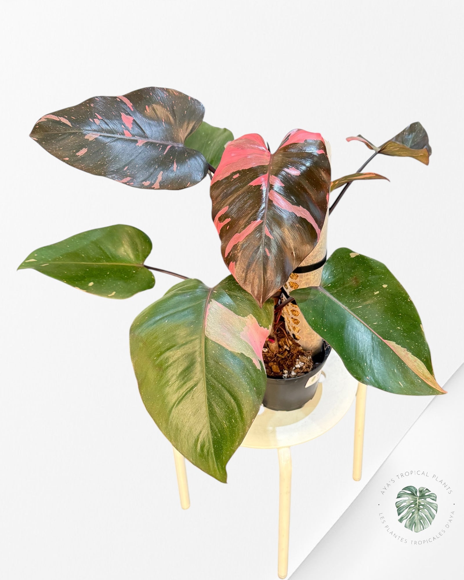 Philodendron Pink Princess  Marble King - M ( XL)