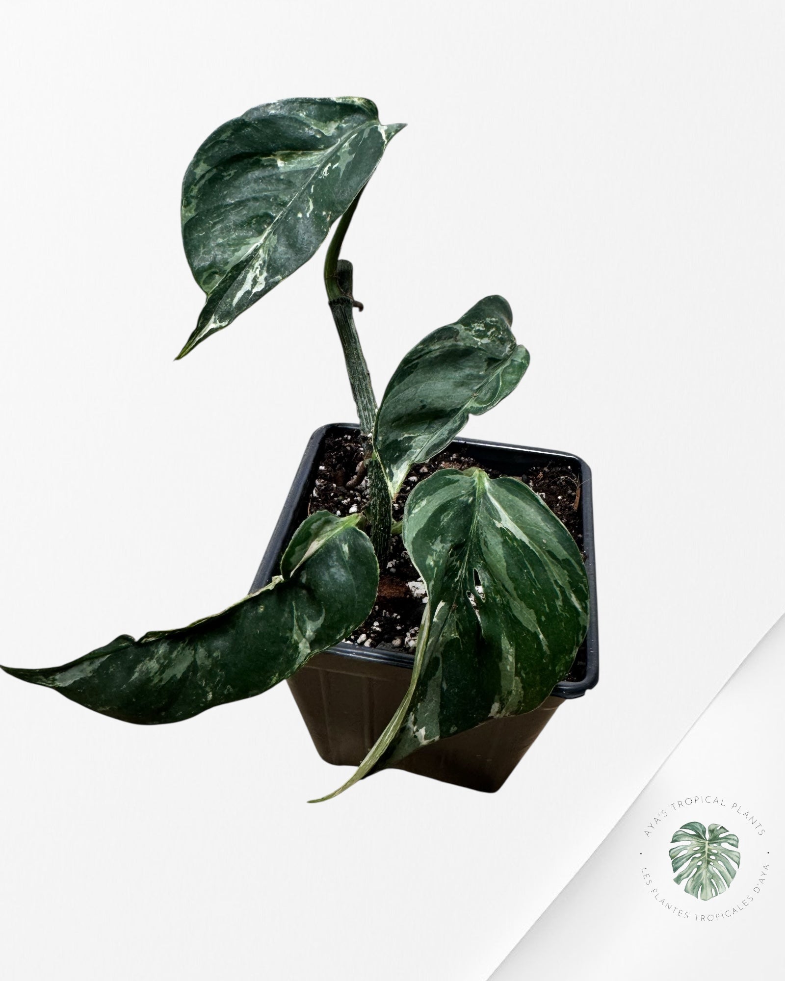 Epipremnum Pinnatum Albo - D