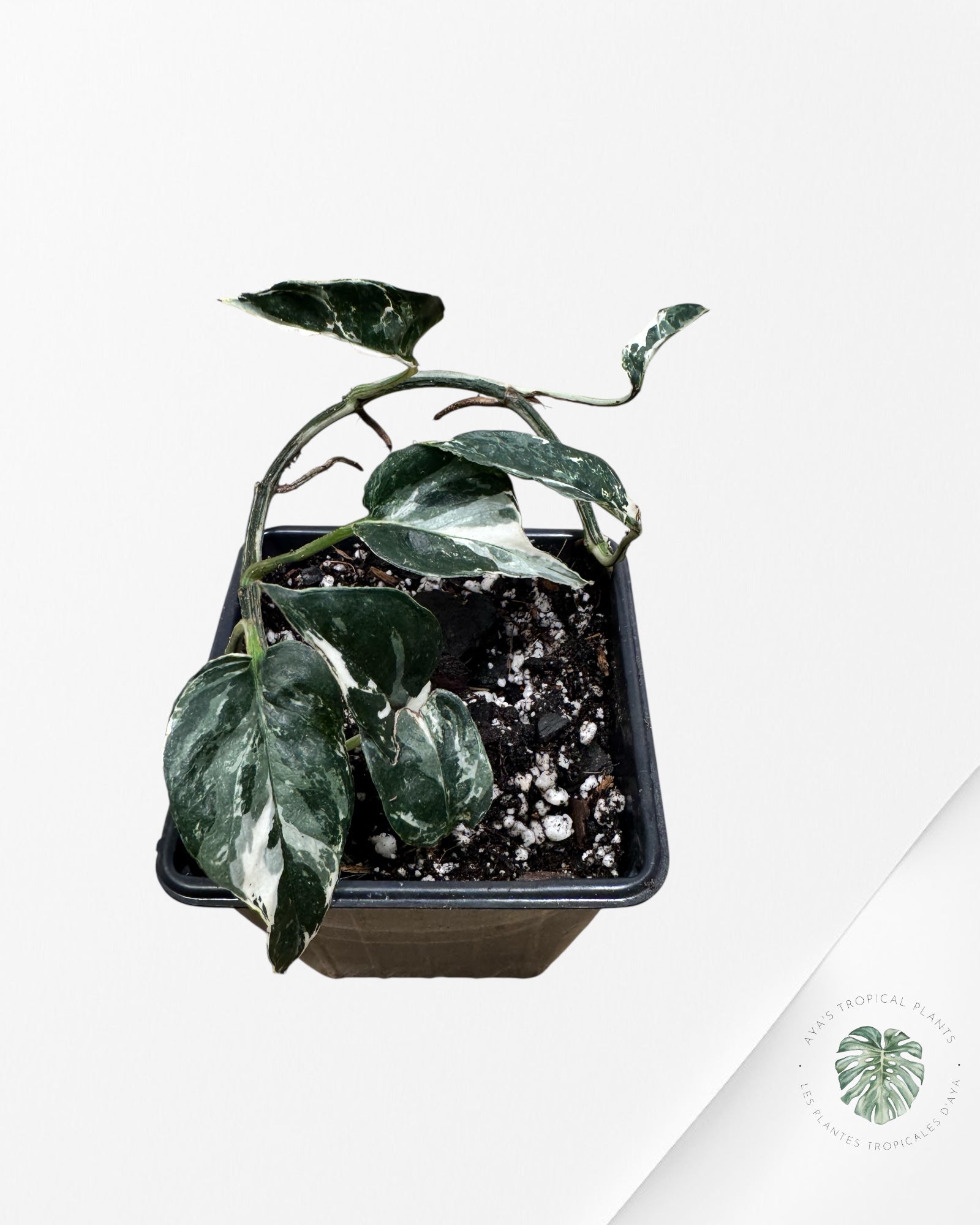Epipremnum Pinnatum Albo - E