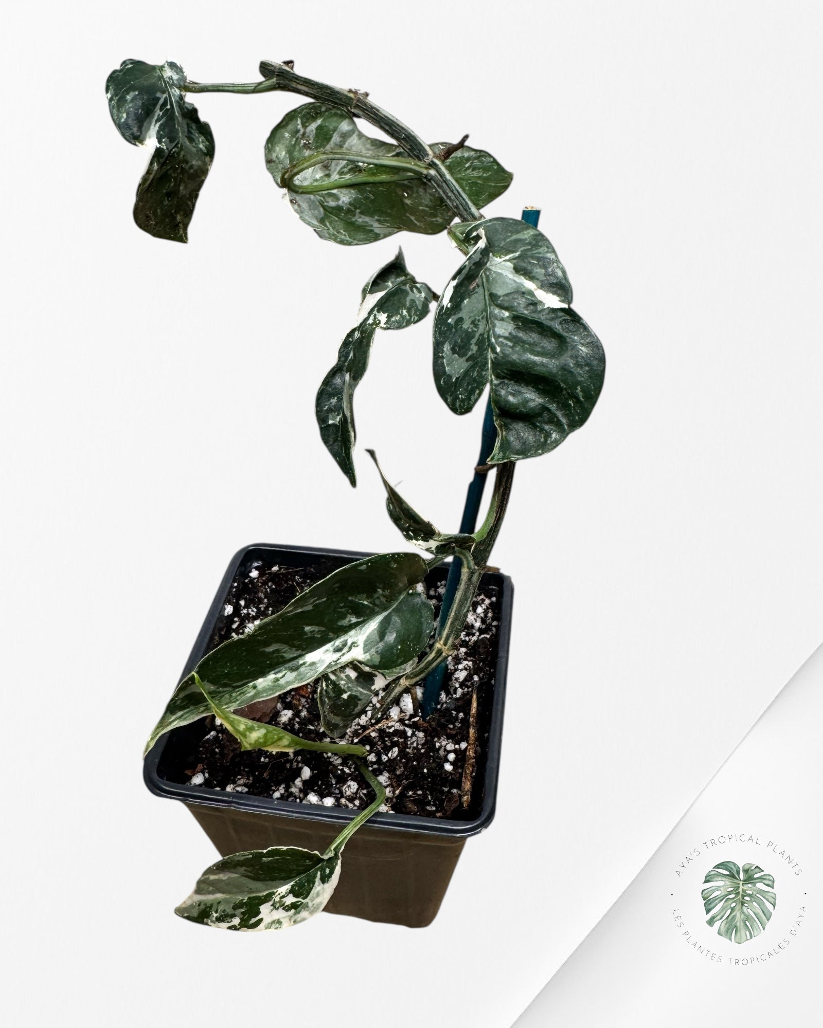 Epipremnum Pinnatum Albo - F