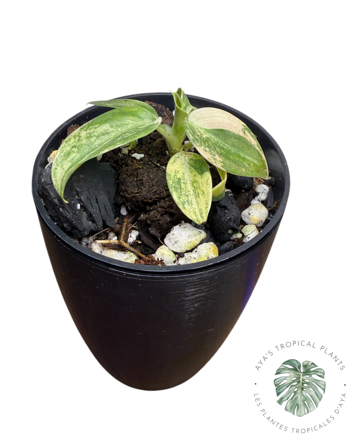Philodendron Melanochrysum Orange