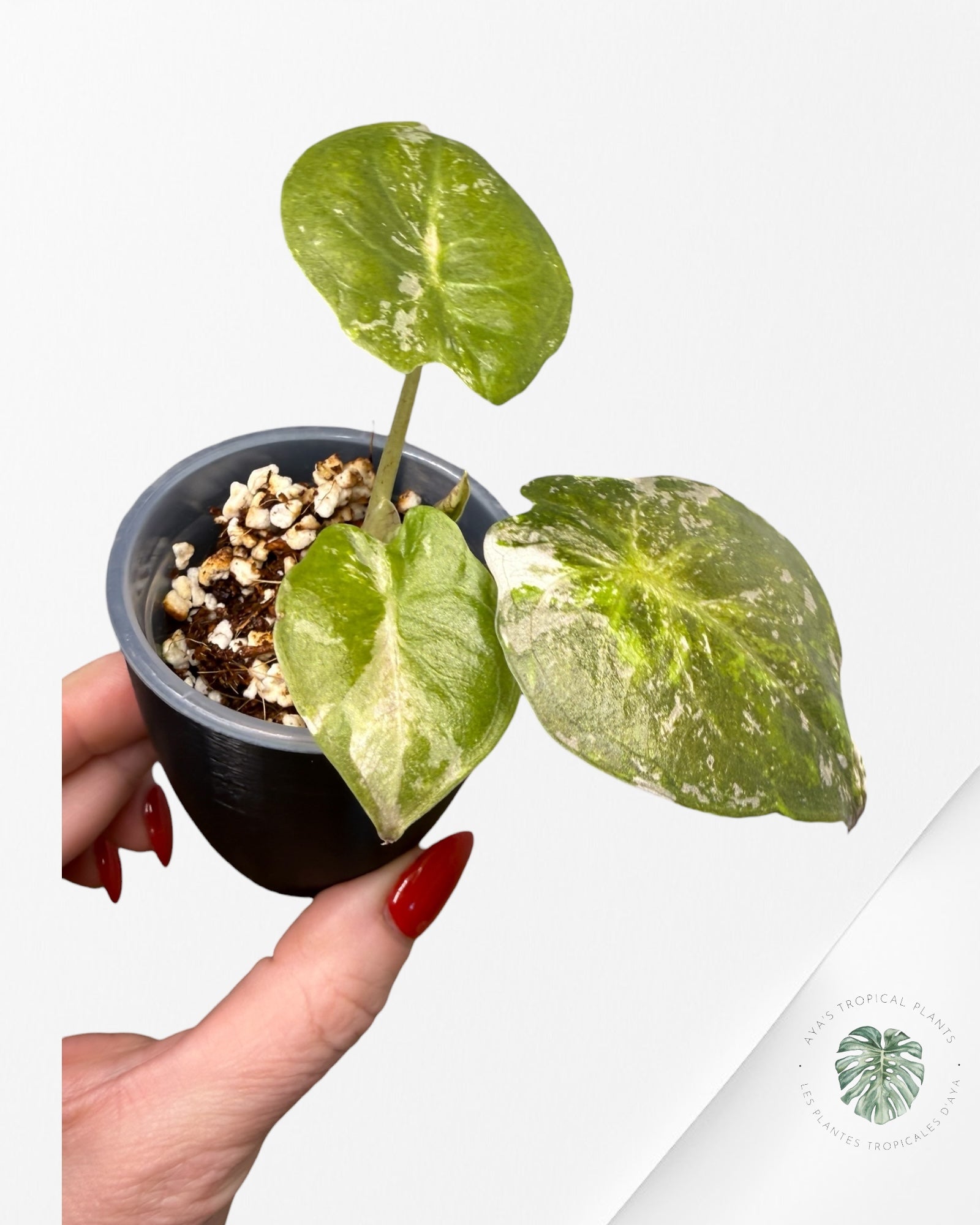 Alocasia Wentii Albo Pink Variegated