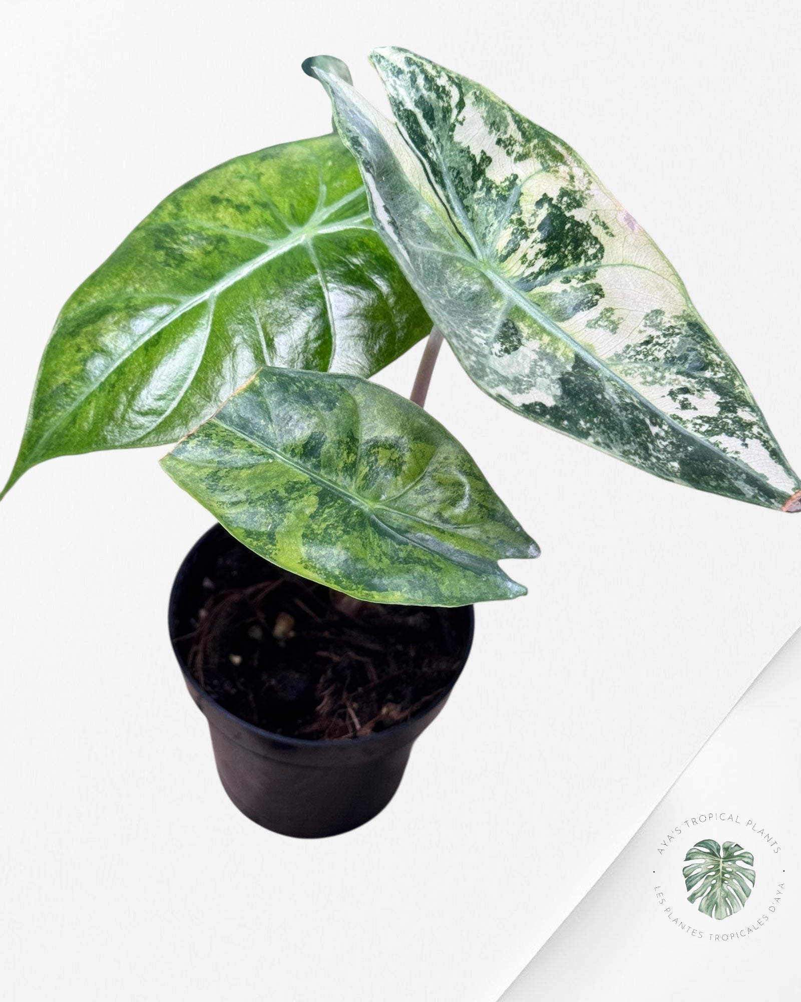 Alocasia 'Nairobi Night' Variegated-NN2