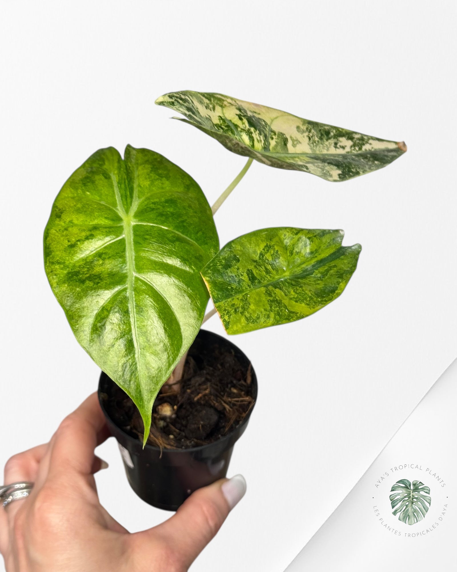 Alocasia 'Nairobi Night' Variegated-NN2