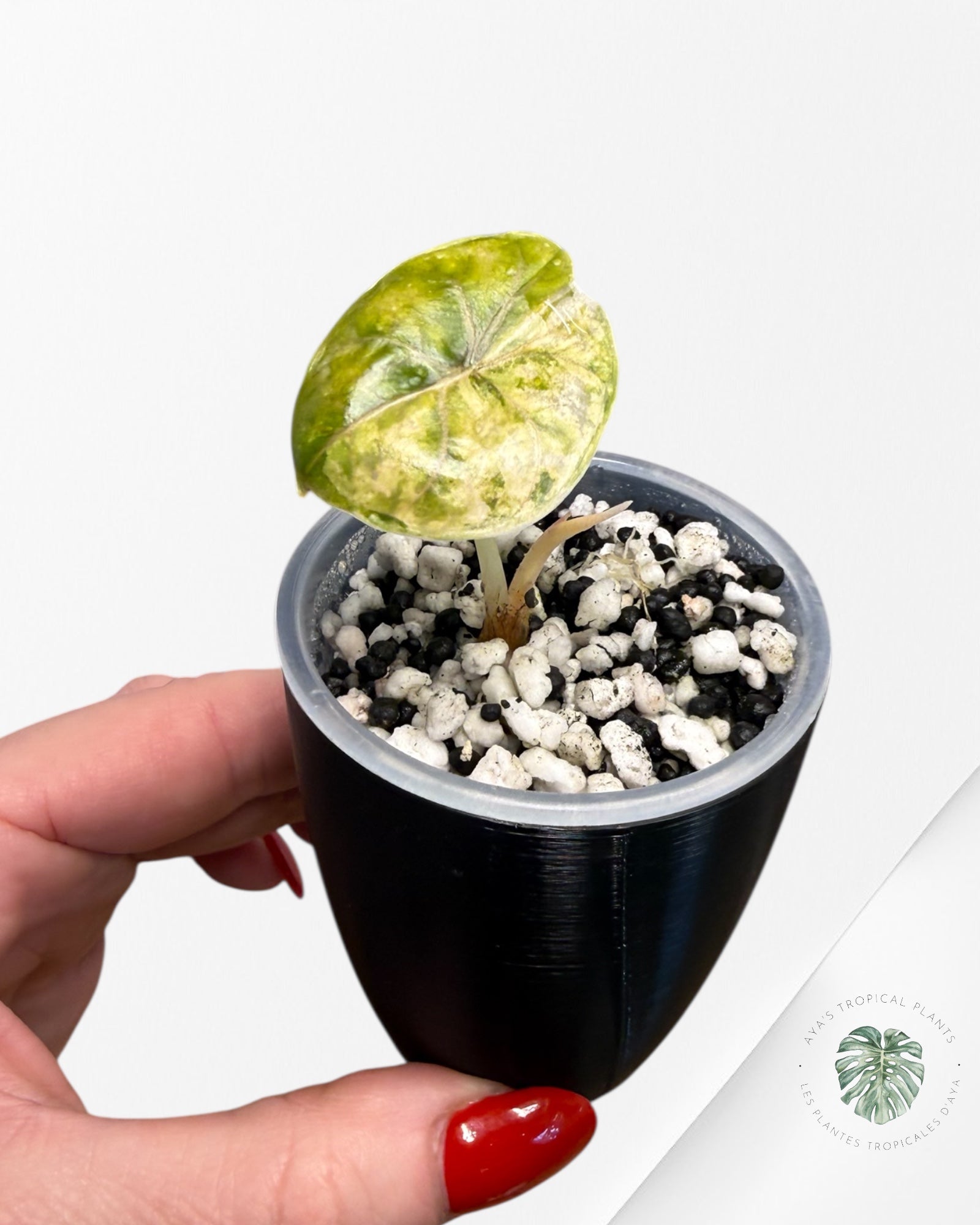 アロカシア”アズラニイ斑入り”Alocasia “azlanii aurea ” アロカシア”アズラニイ斑入り”Alocasia “azlanii aurea ” アロカシア