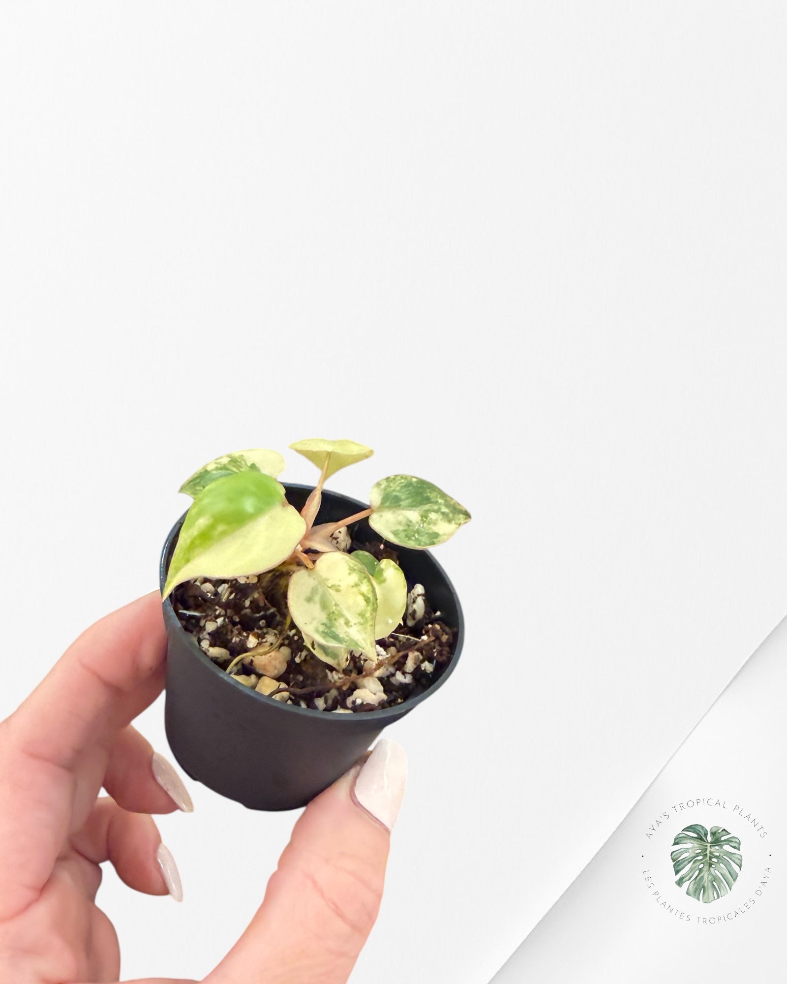 Philodendron Billietiae Variegated - TC3