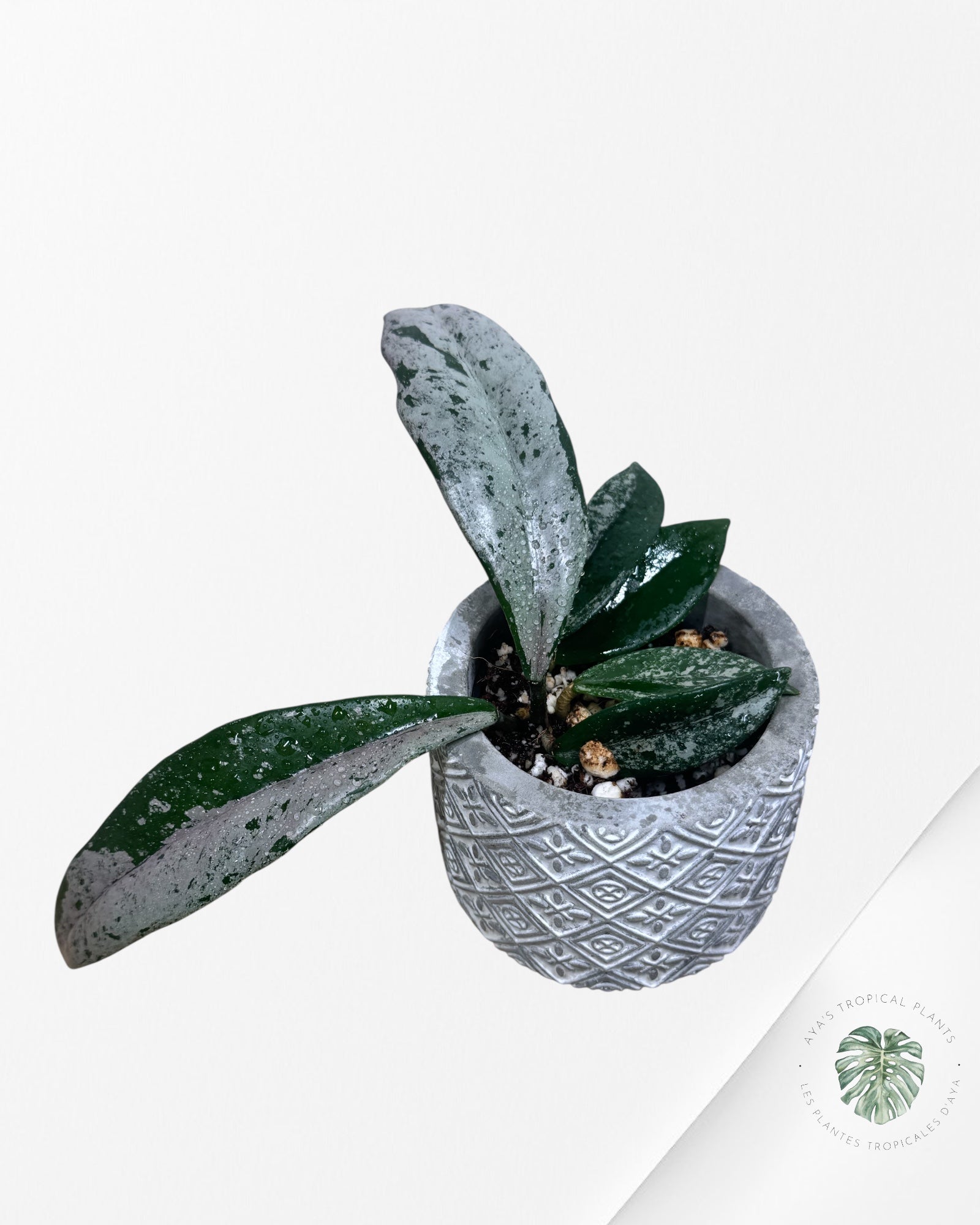 Hoya Wilbur Graves - P51