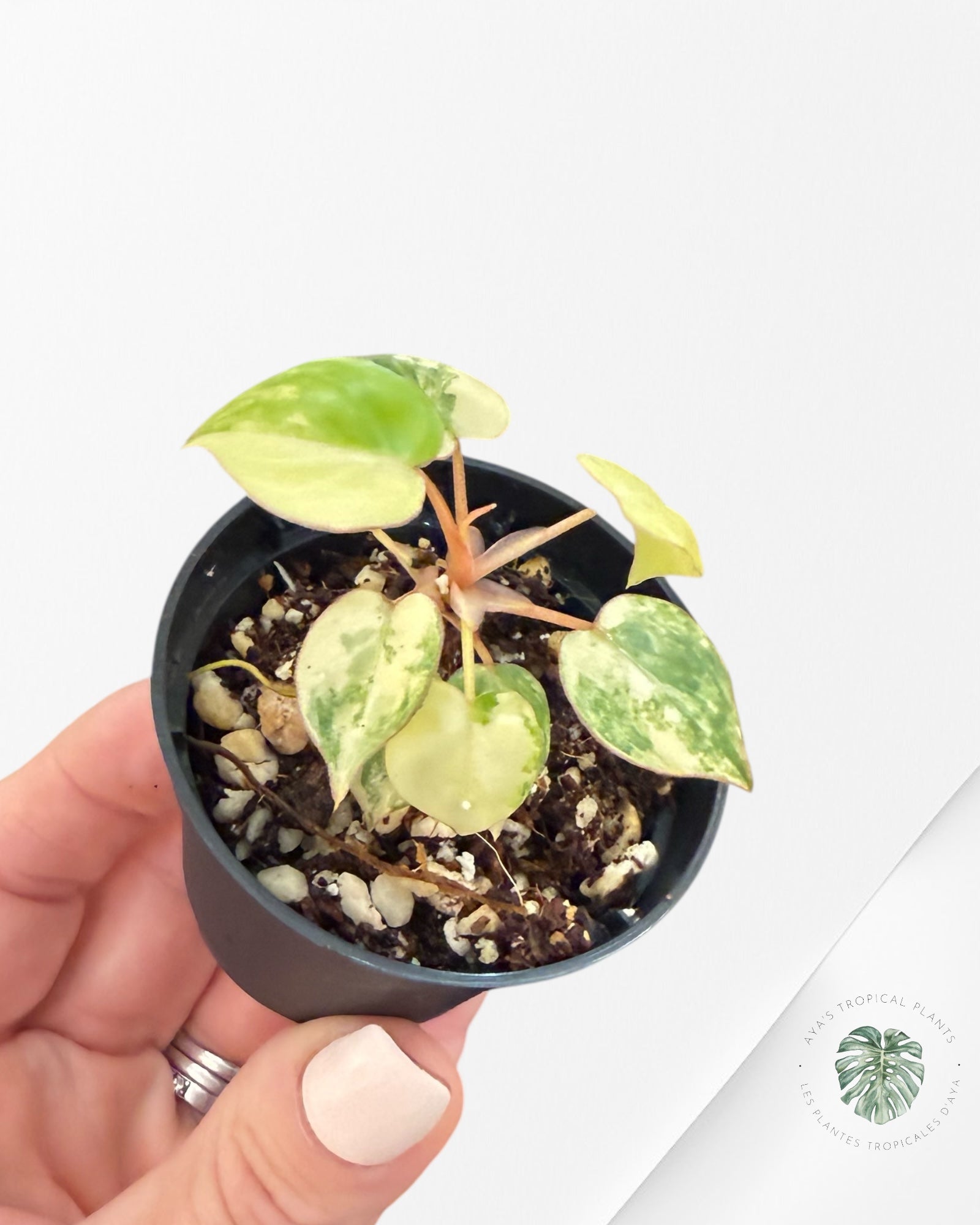 Philodendron Billietiae Variegated - TC3