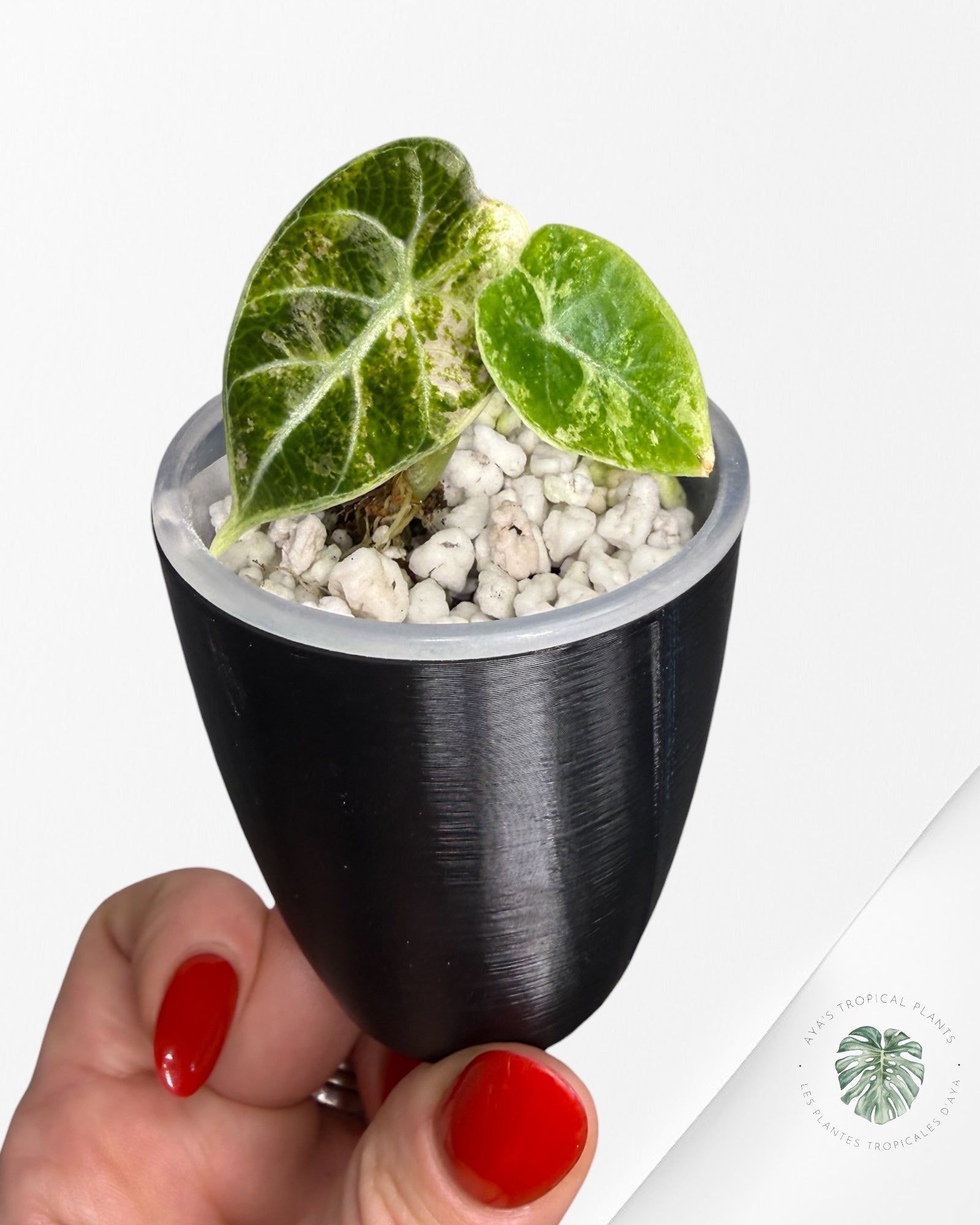 Alocasia Watsoniana Doff. Rose panaché