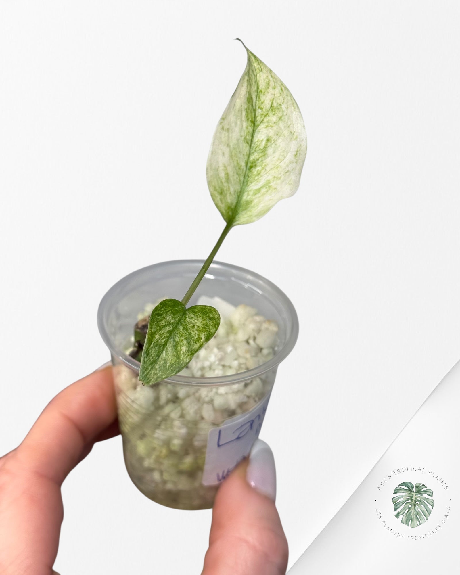 Monstera Laniata mint - WET2