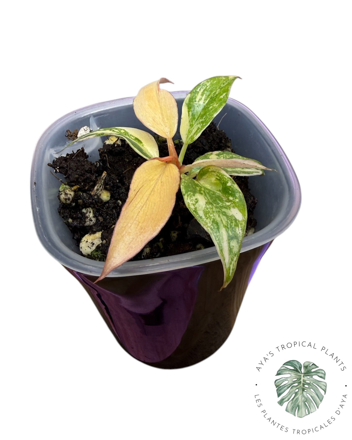Philodendron Caramel Fire Tiger
