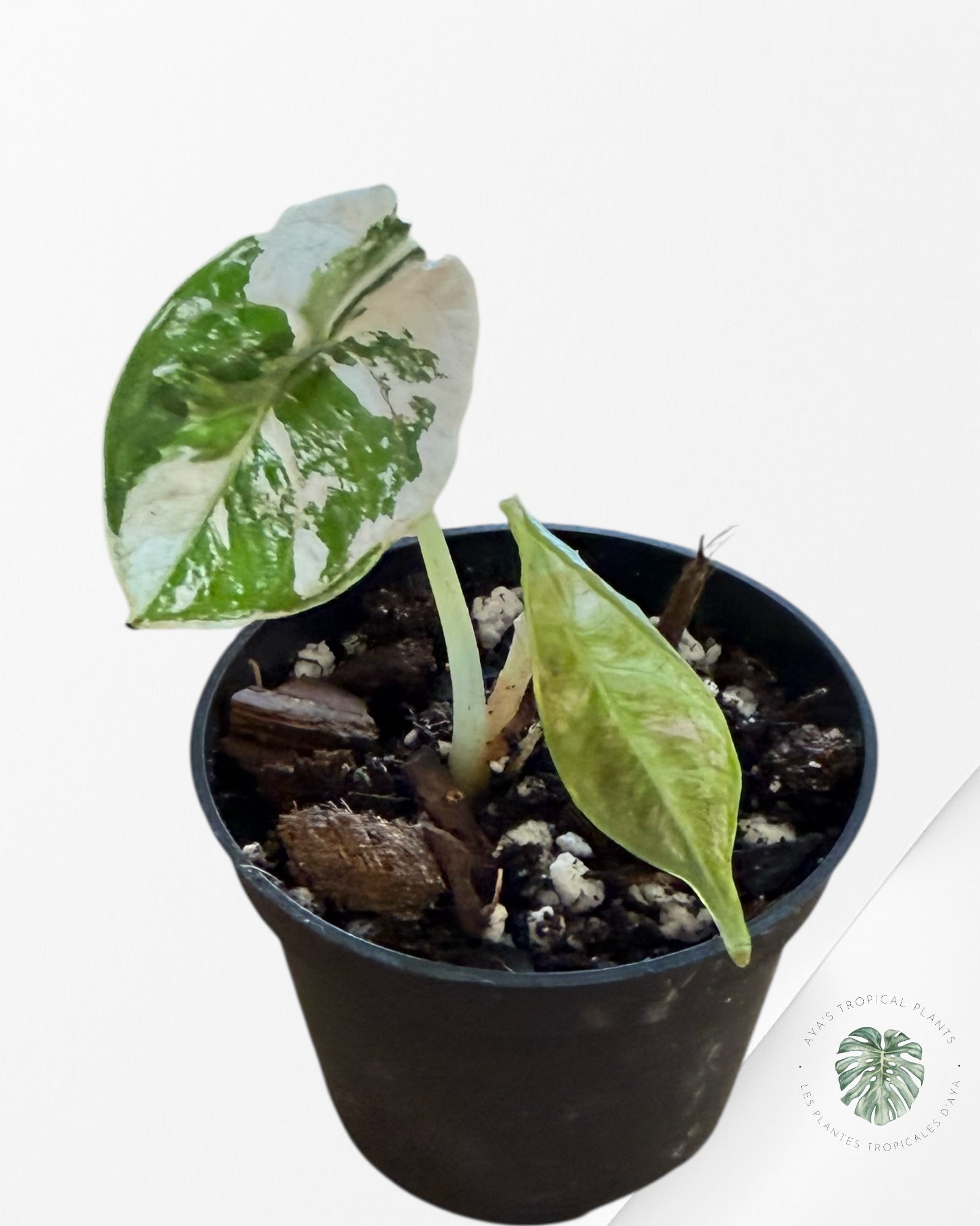 Alocasia Azlanii Pink Variegated - 02