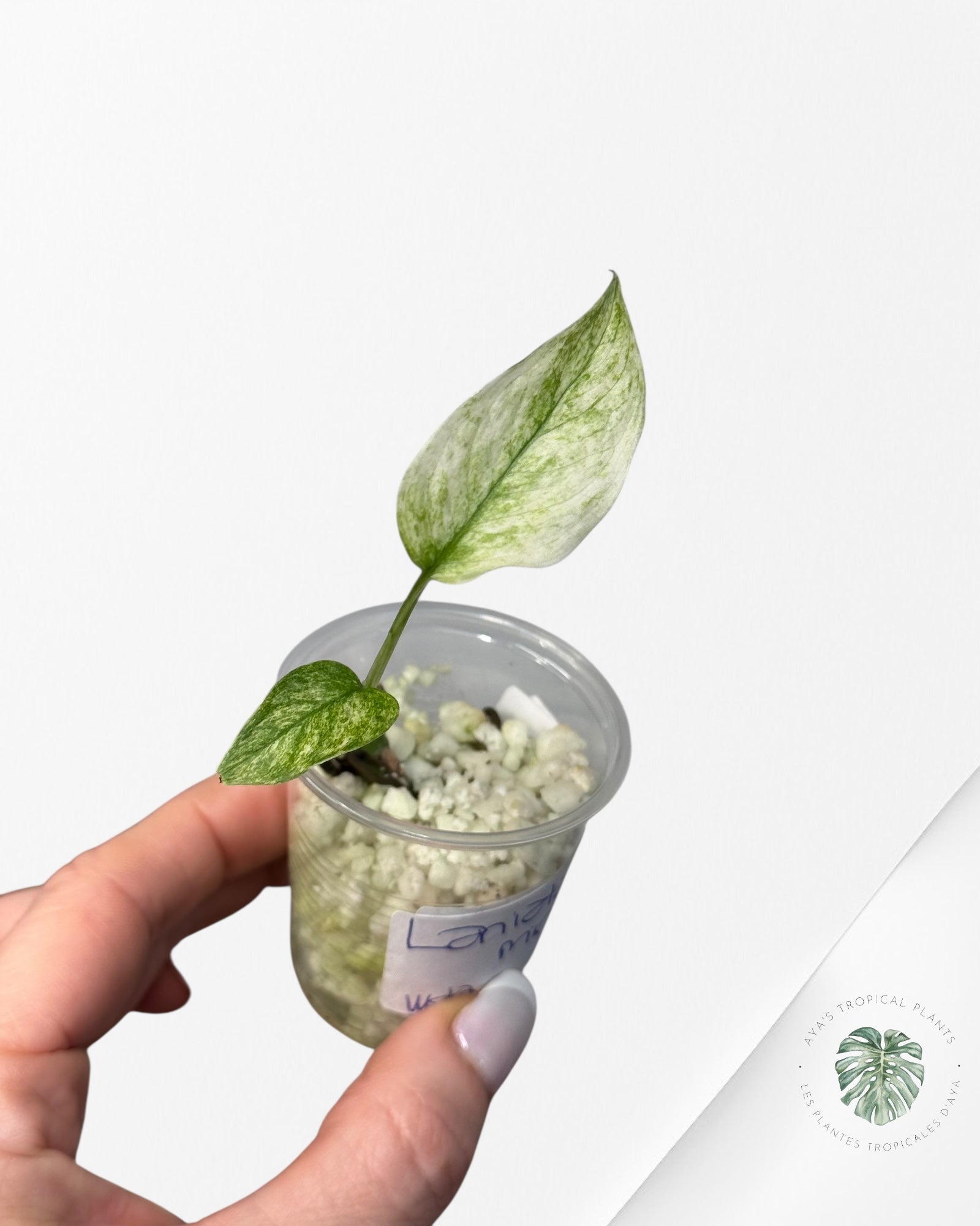 Monstera Laniata mint - WET2