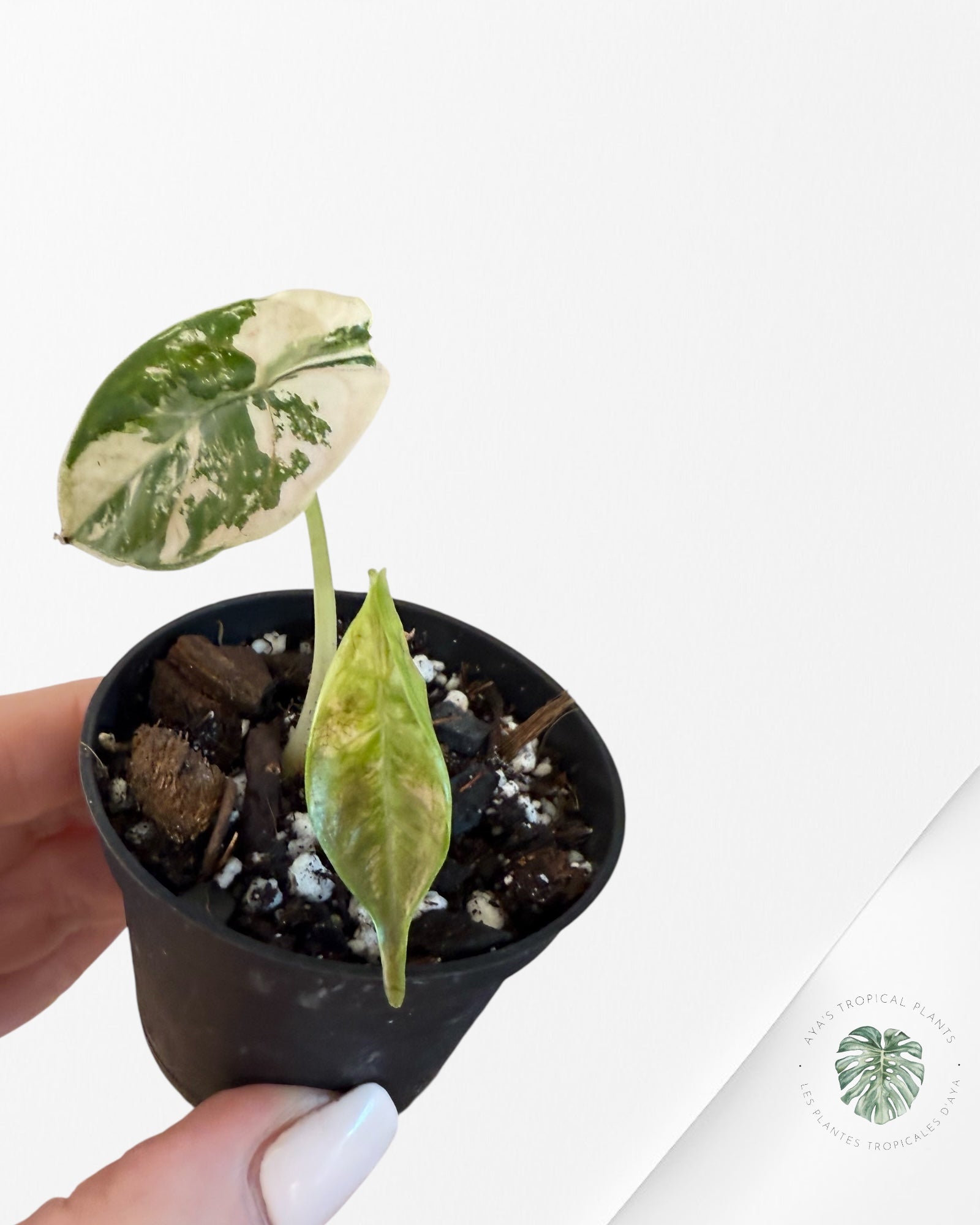 Alocasia Azlanii Pink Variegated - 02