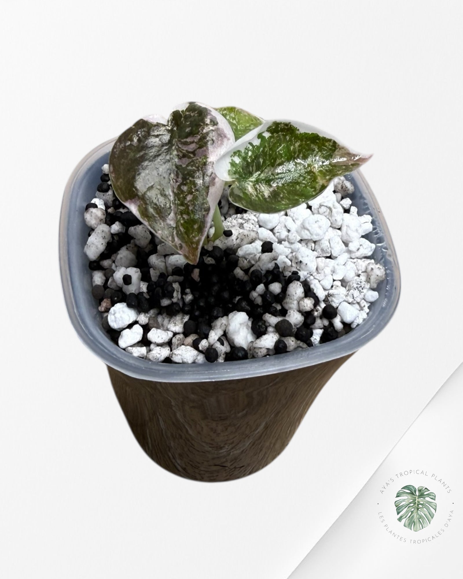 Alocasia Cuprea Albo|Pink Variegated