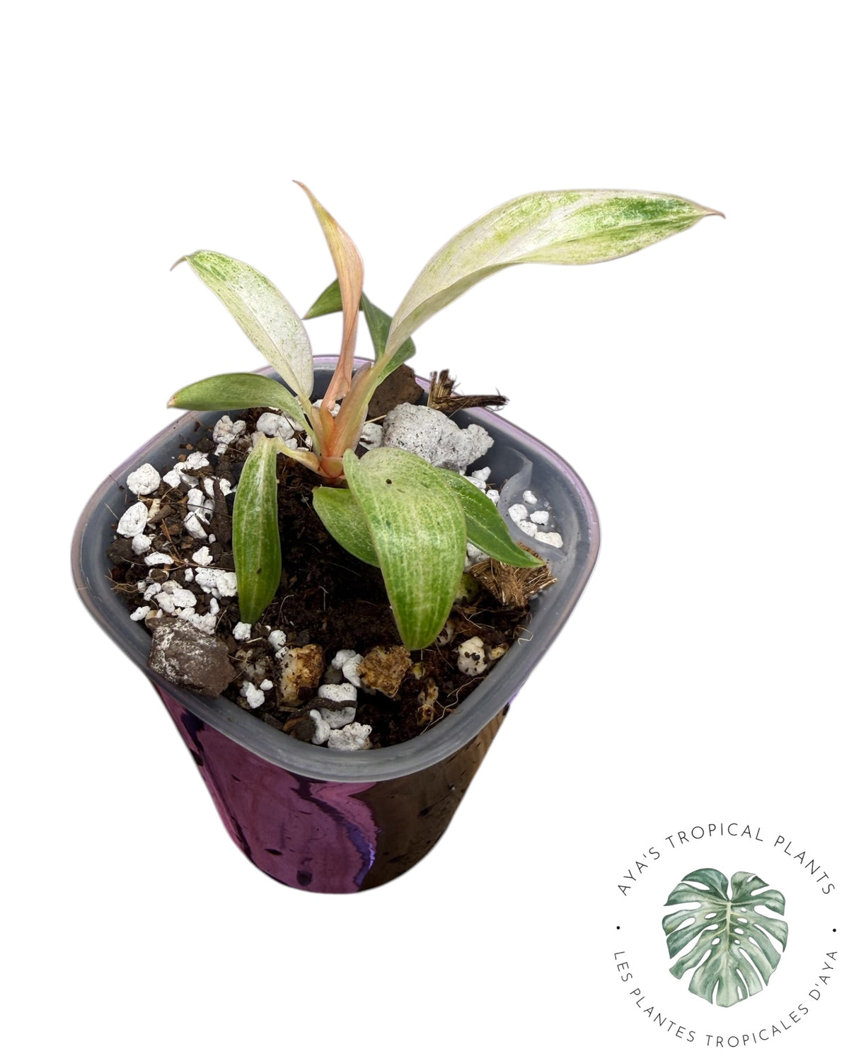 Philodendron Strawberry Caramel Variegated