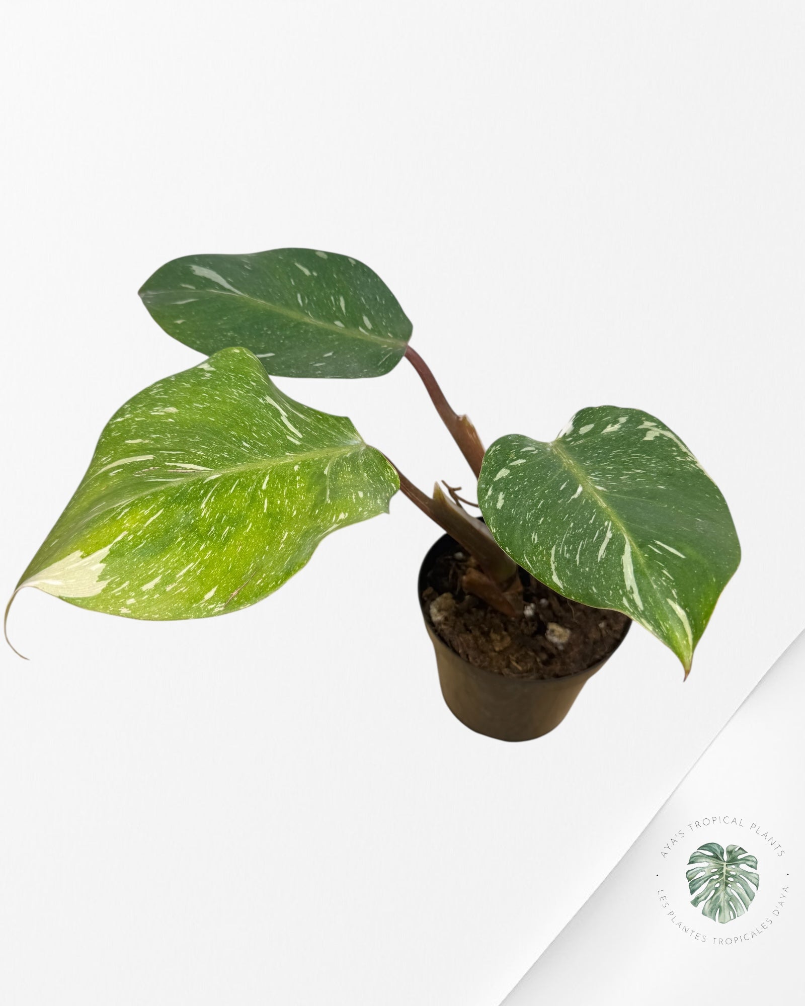 Philodendron 'White Knight' Marble King - F1