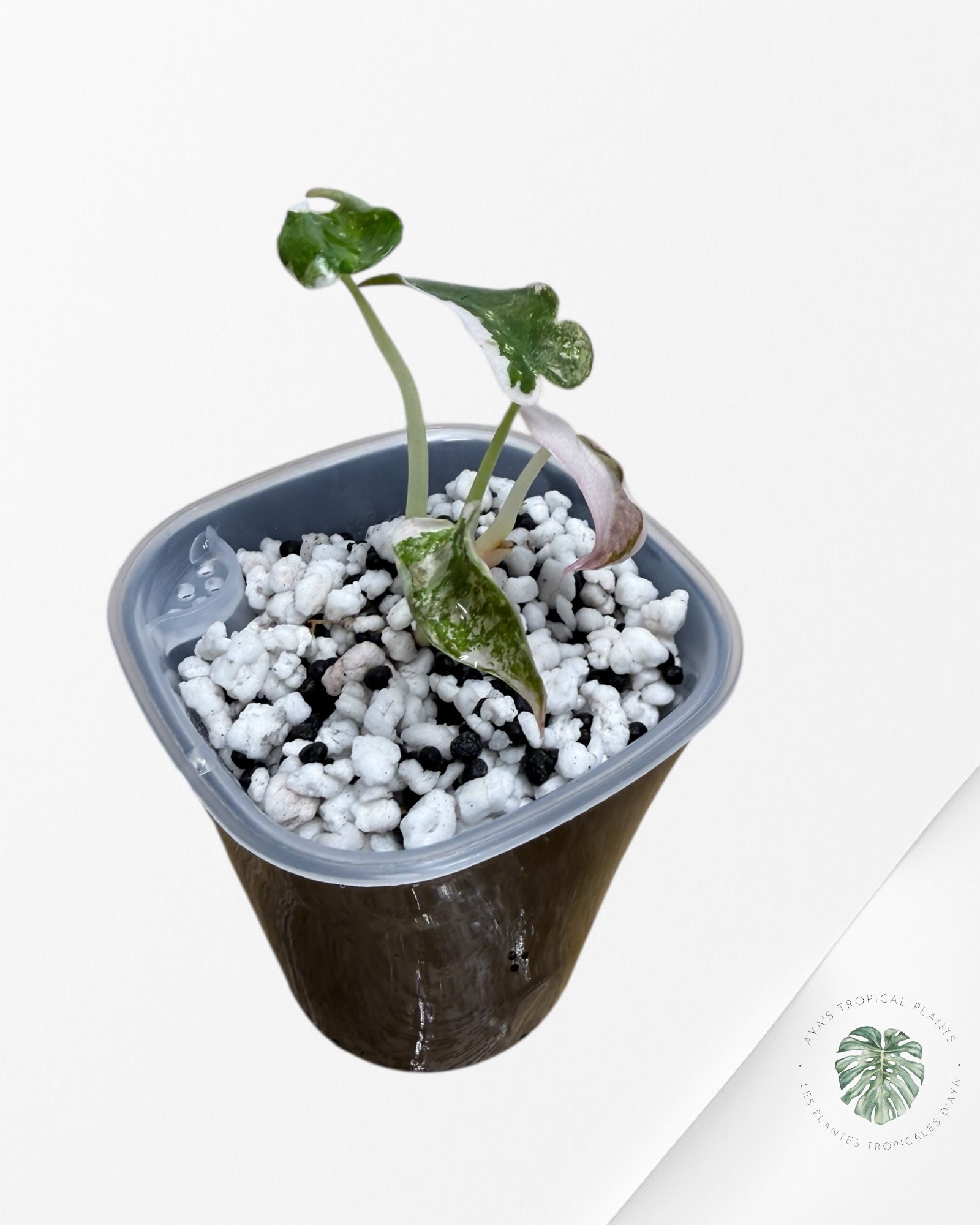 Alocasia Cuprea Albo|Pink Variegated