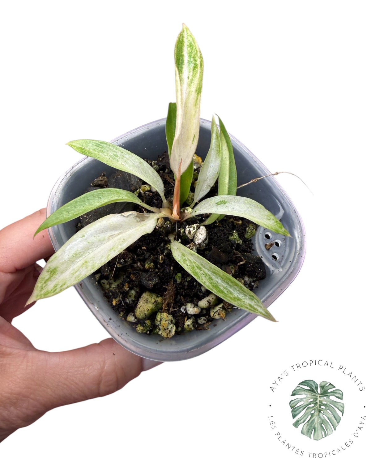 Philodendron Strawberry Caramel Variegated