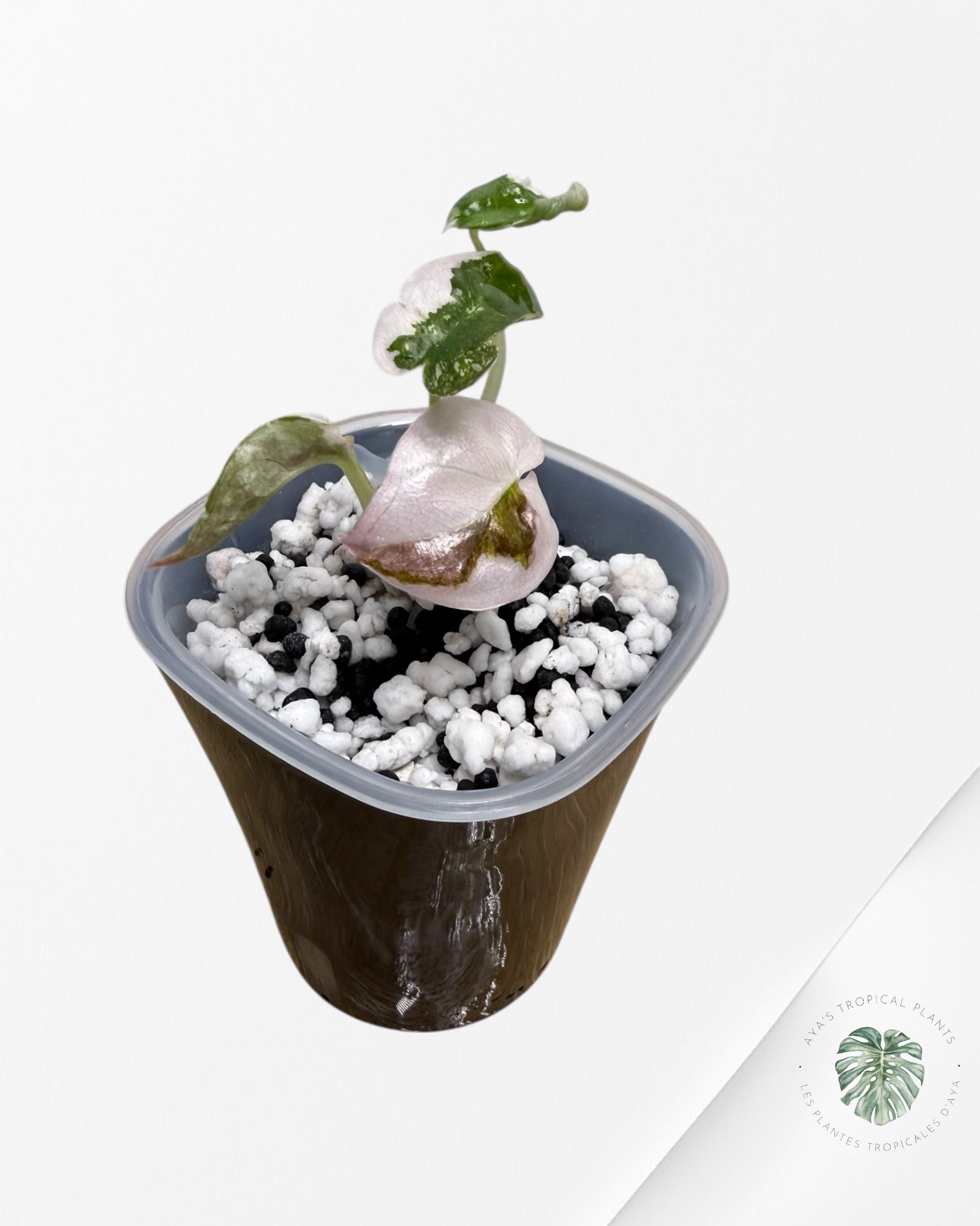 Alocasia Cuprea Albo|Pink Variegated