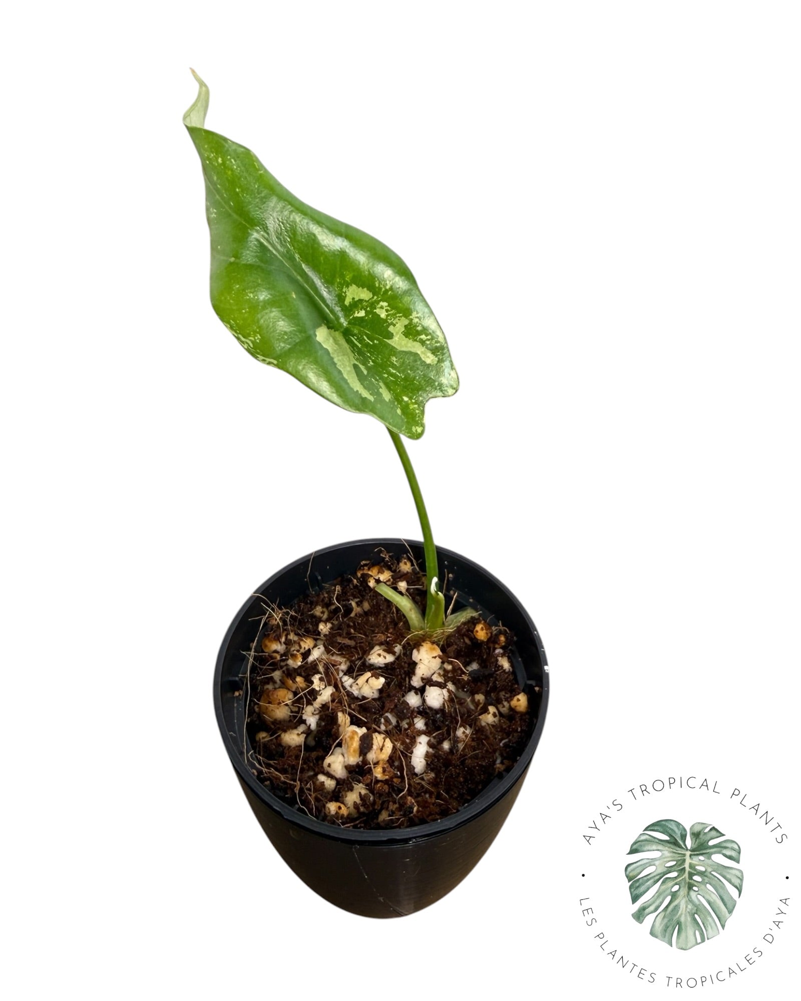 Alocasia Simpo Albo panaché
