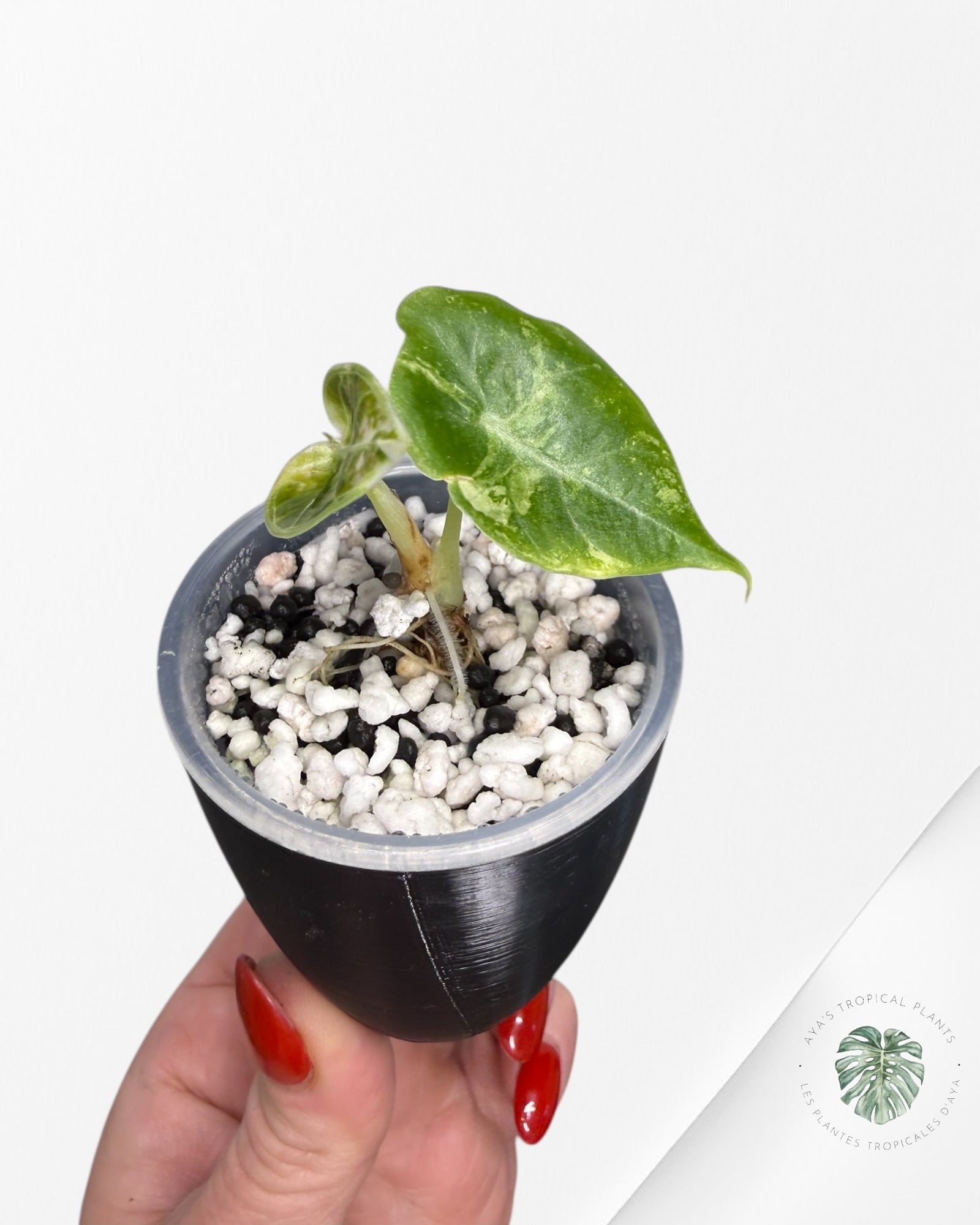 Alocasia Watsoniana Doff. Pink Variegated