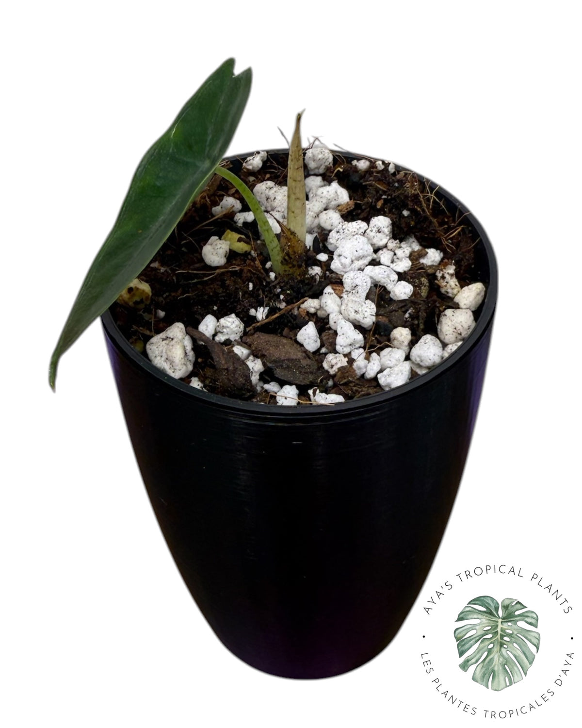 Alocasia Longiloba Purple