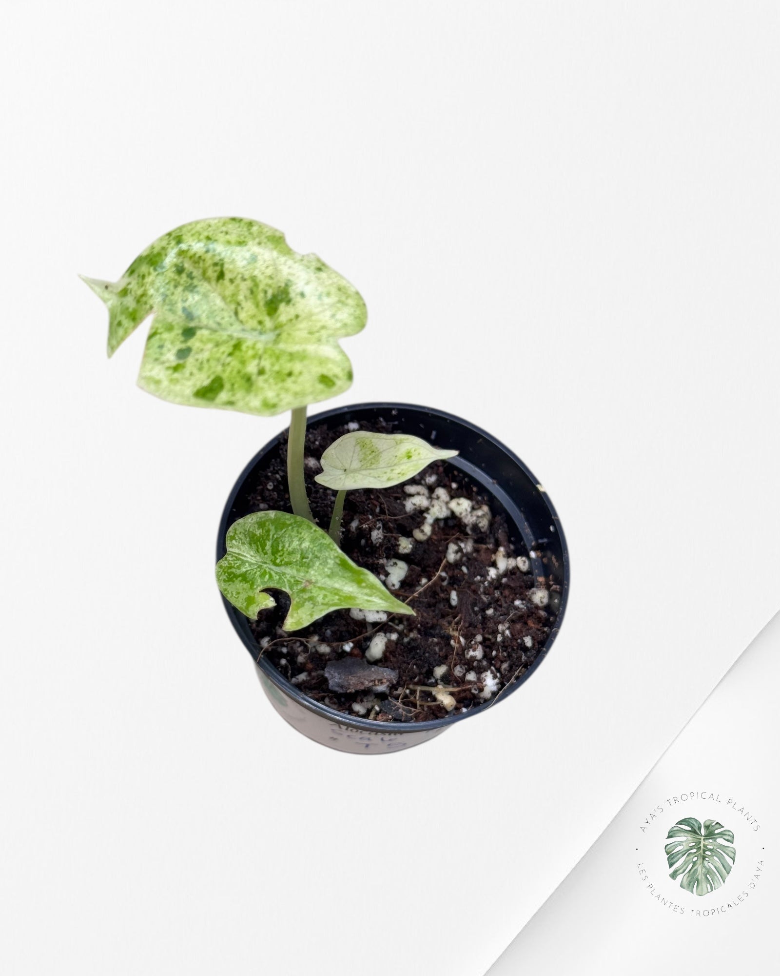 Alocasia Dragon Scale Mint - T5